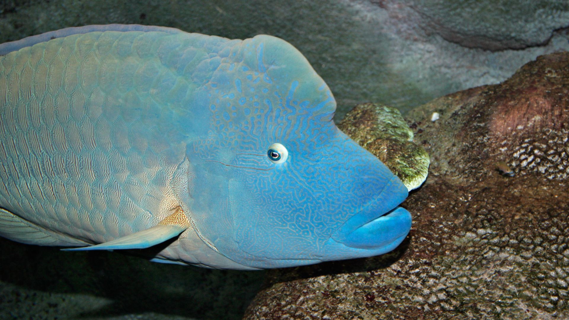 File:Humphead wrasse melb aquarium.jpg