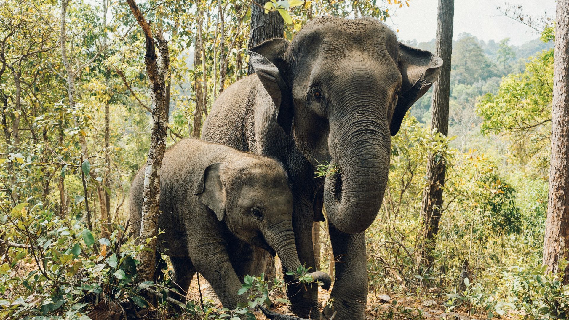 two elephants near trees