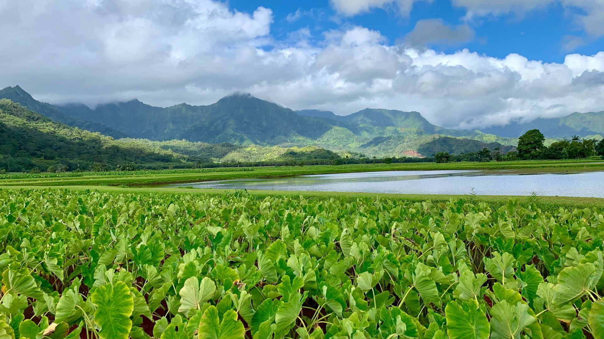 a large field of green plants next to a lake