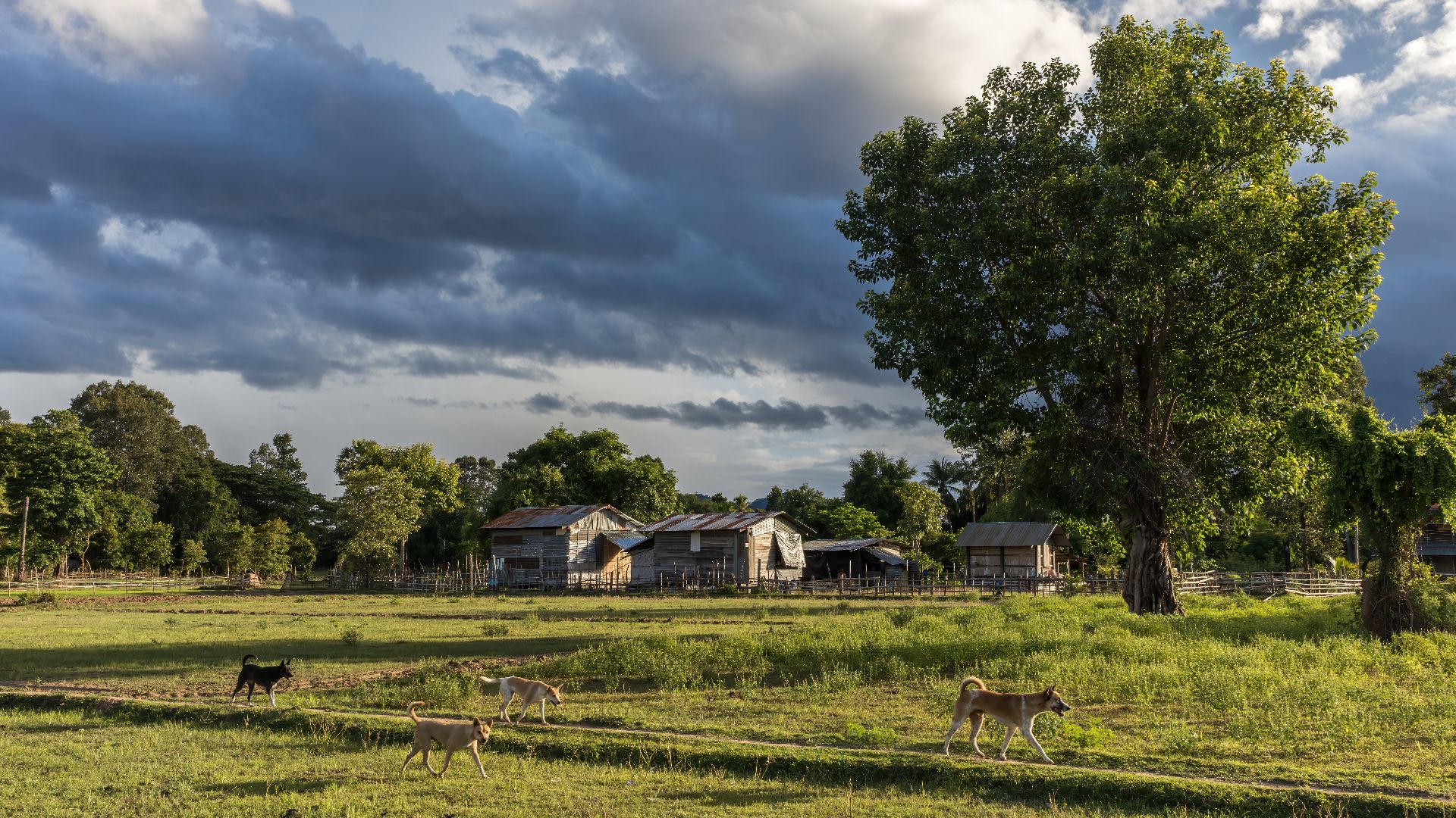 File:Four dogs running at golden hour in the countryside of Don Det Laos.jpg