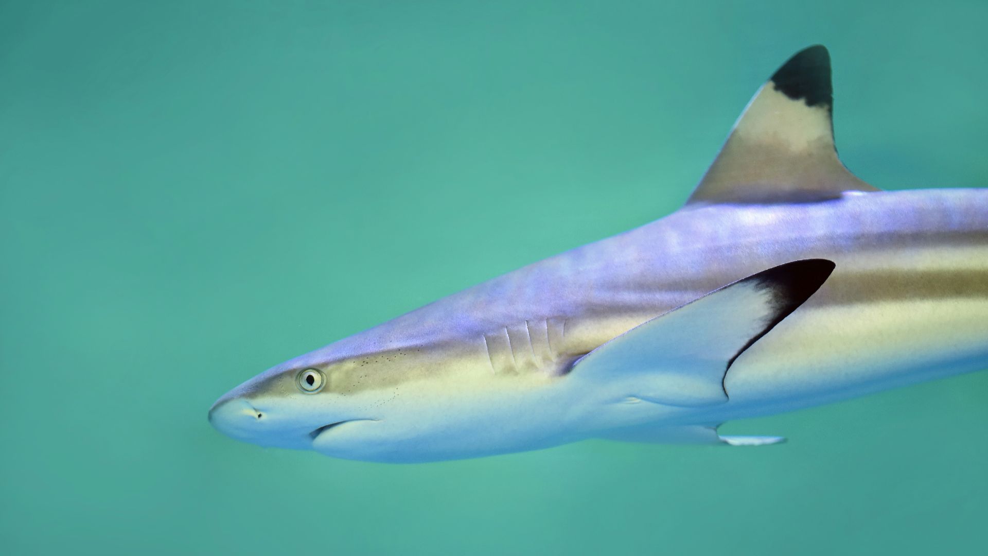 gray reef shark underwater