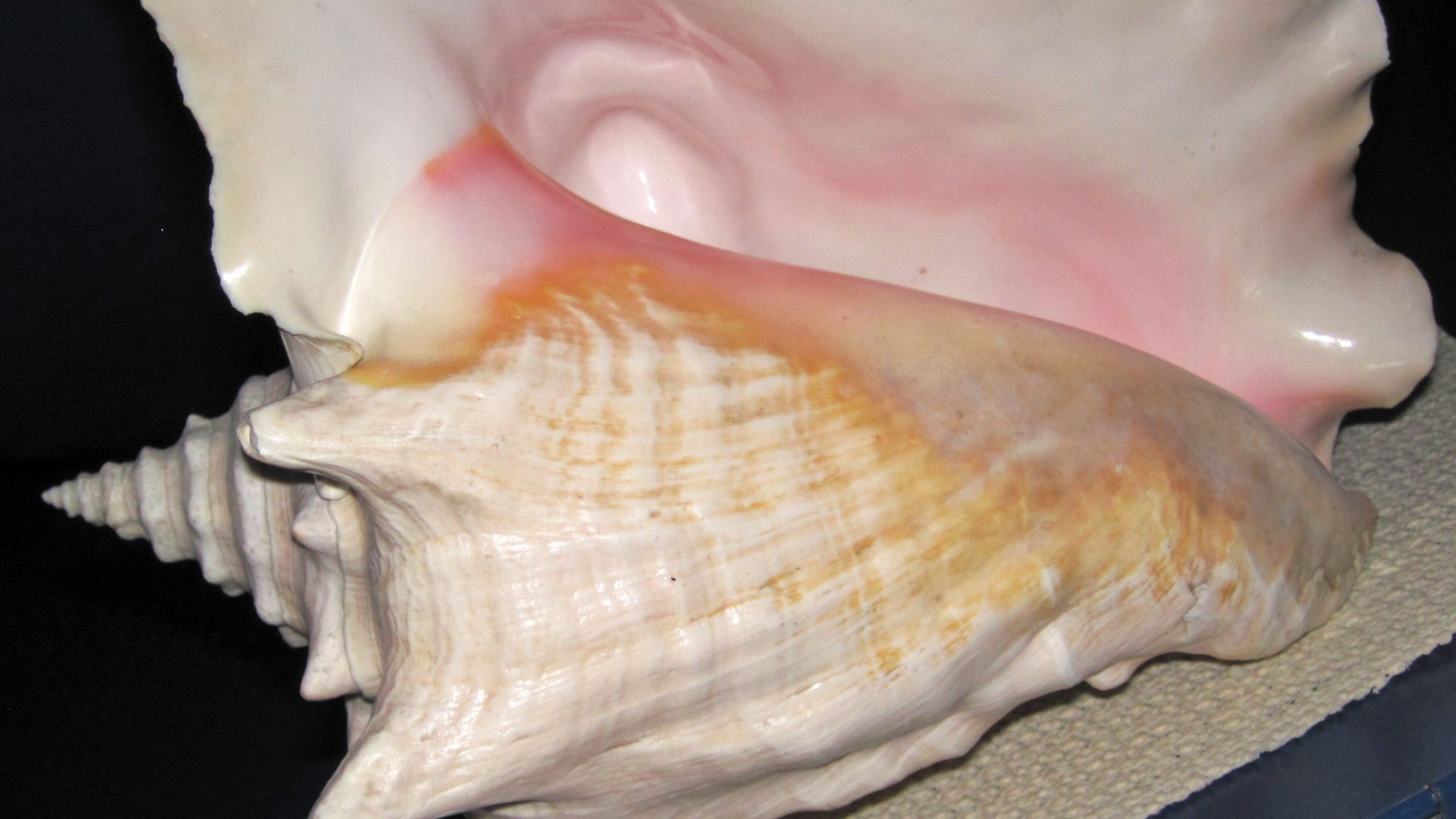 File:Strombus gigas (queen conch) 1 (23864231344).jpg
