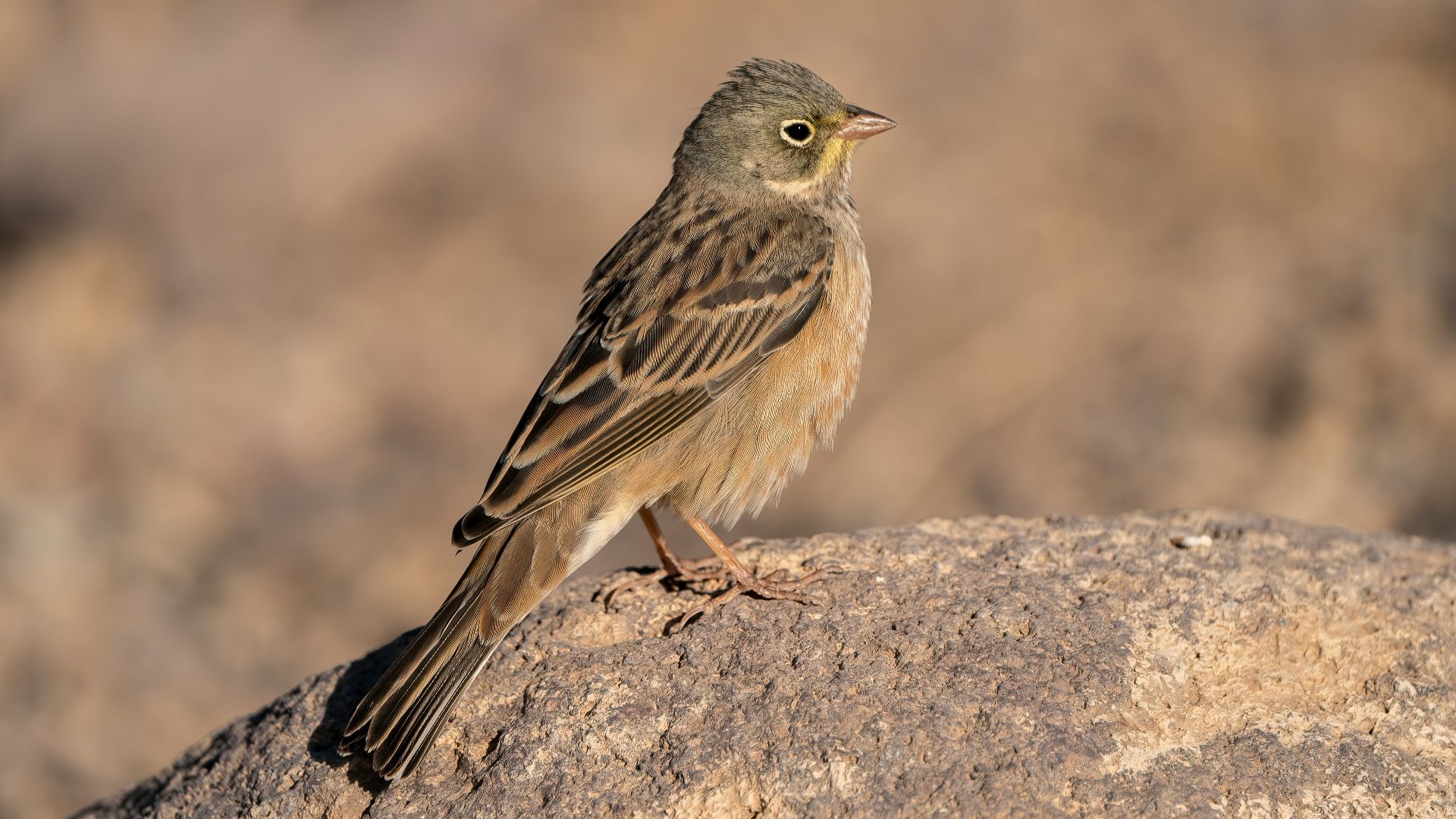 A small bird sitting on top of a rock