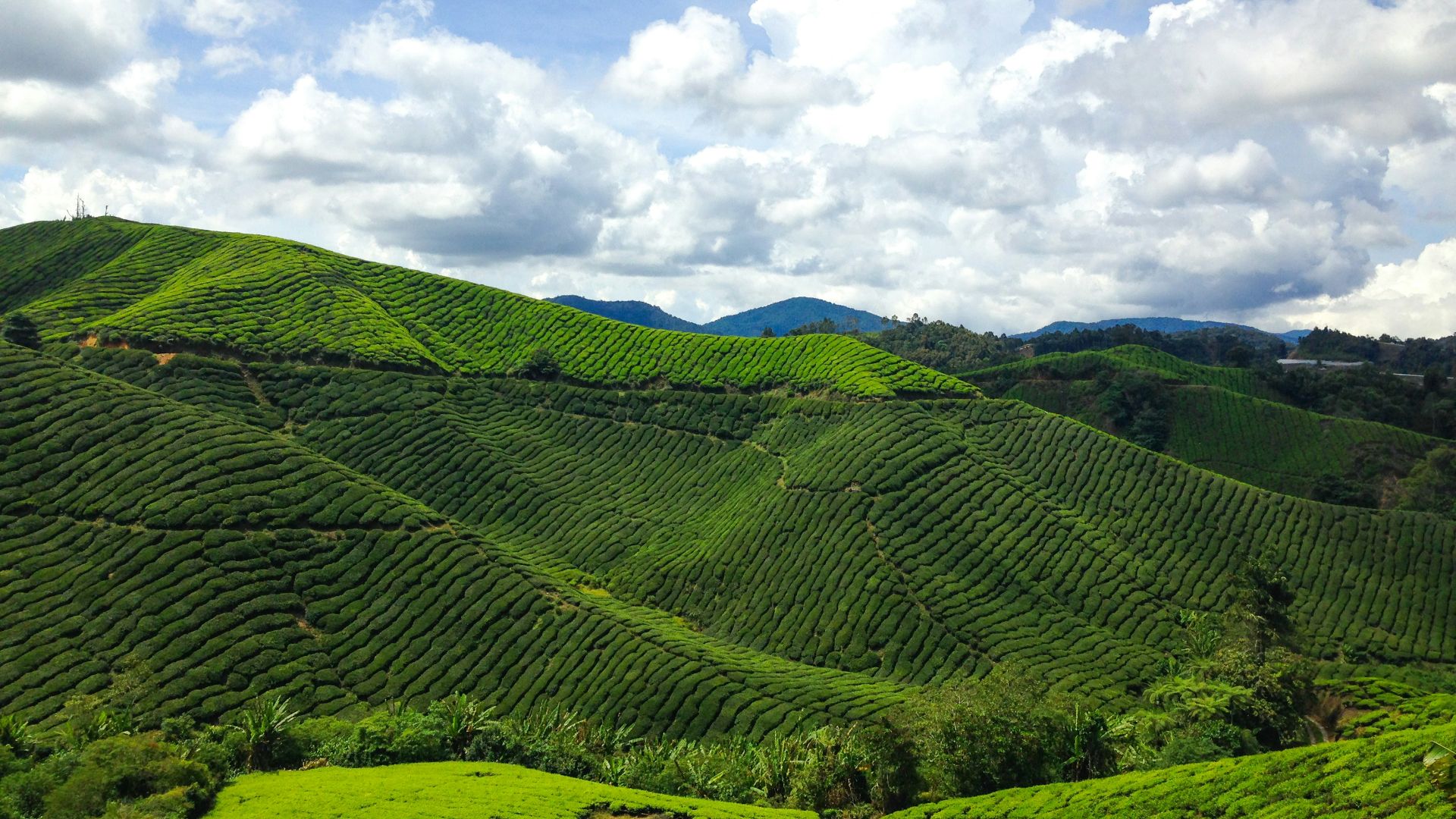 green grass field under white clouds and blue sky during daytime