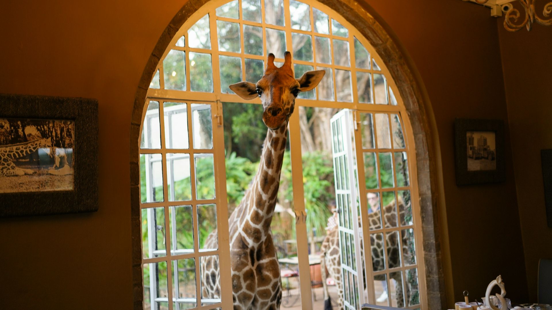 giraffe on window during daytime