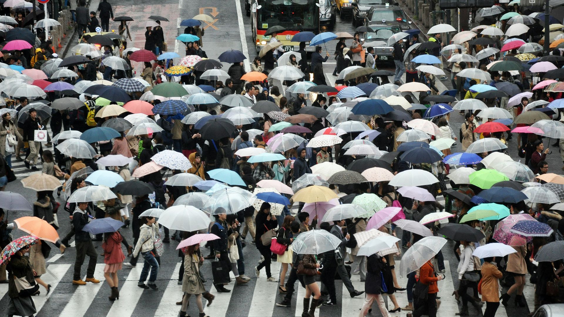 people using umbrella while crossing on road