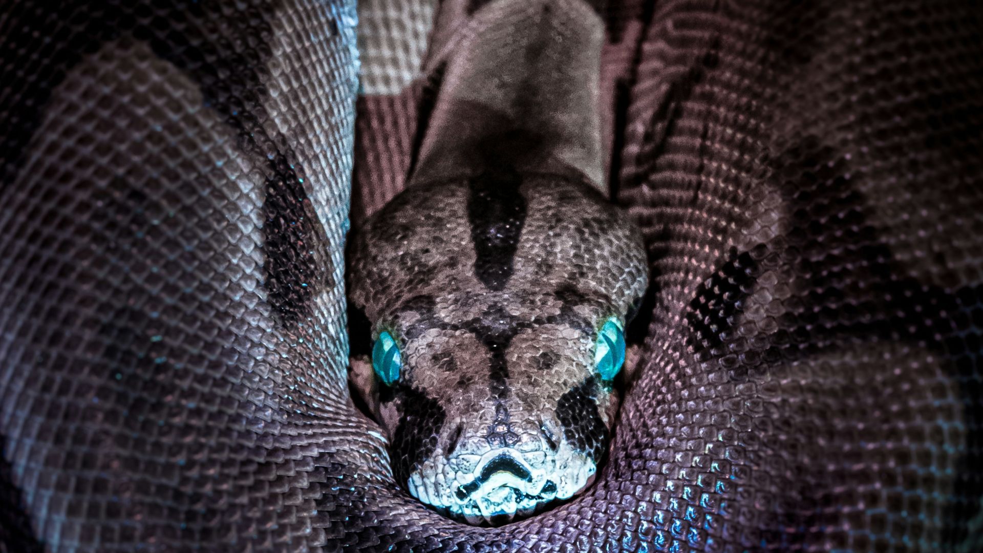 brown and black snake