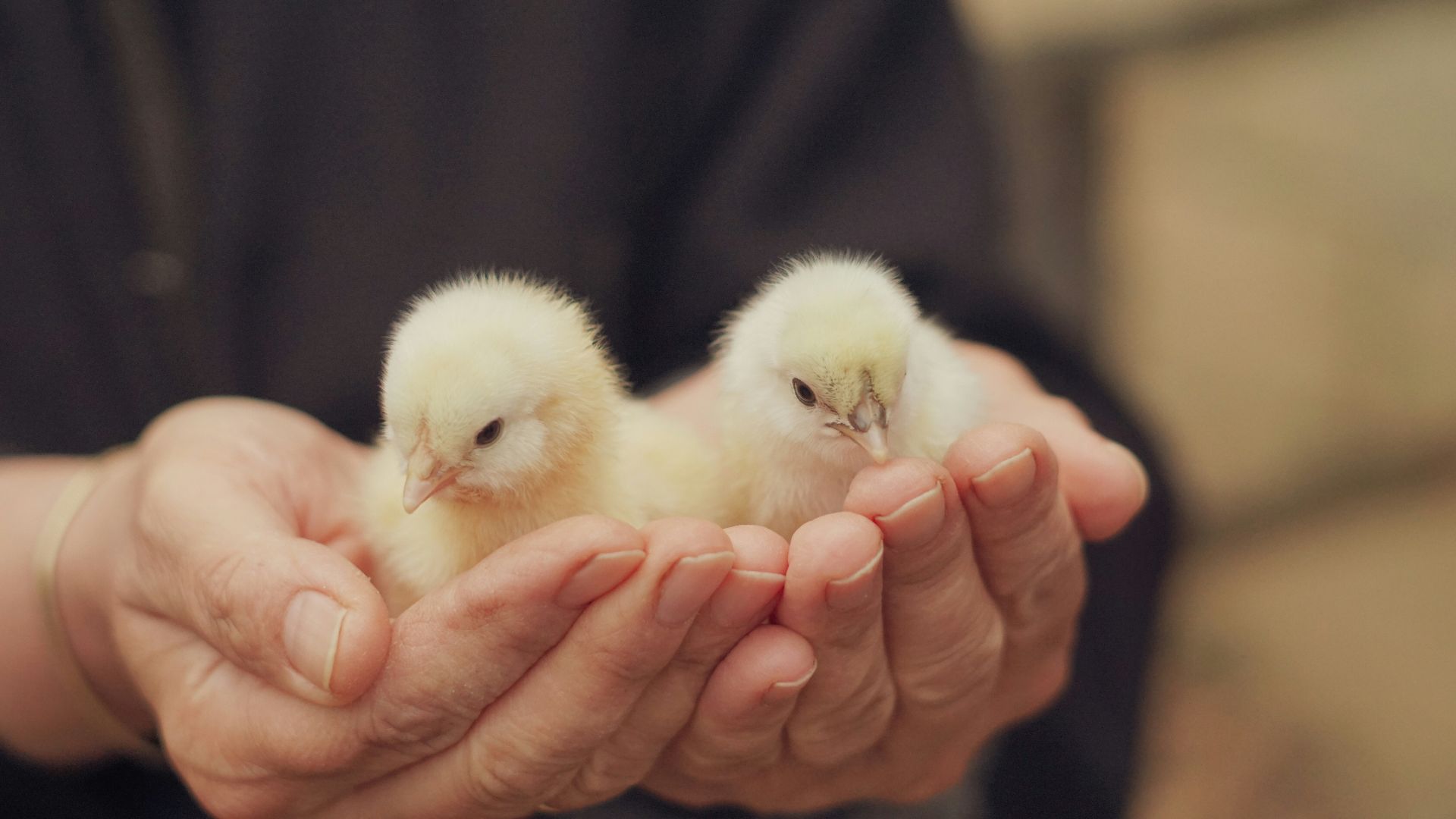A person holding two small chickens in their hands