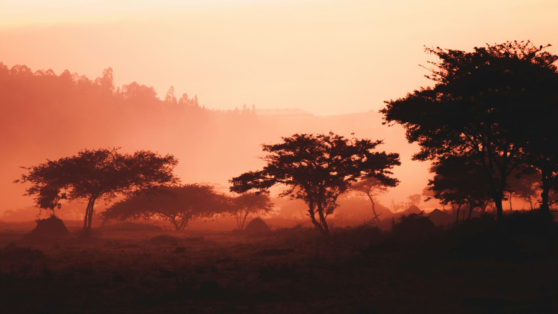 landscape of trees and mountain