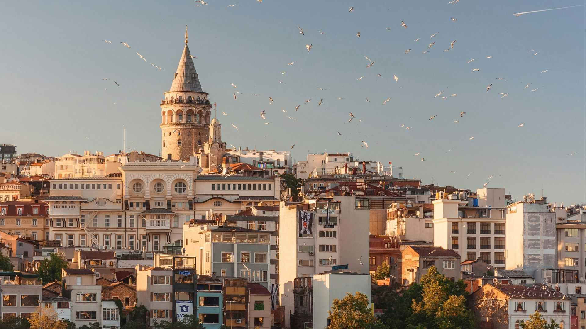 aerial view of buildings and flying birds
