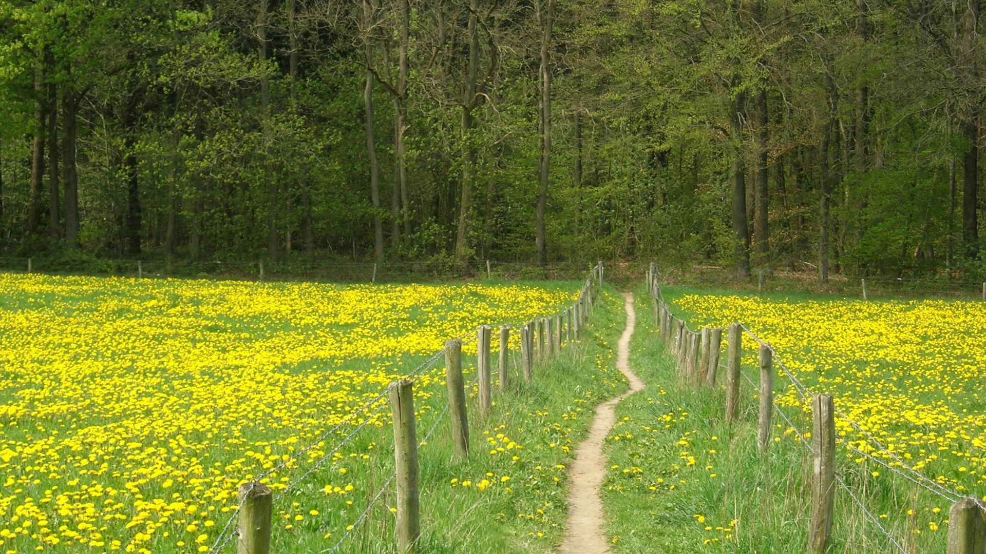 File:Pieterpad-Groesbeek-Gennep.jpg