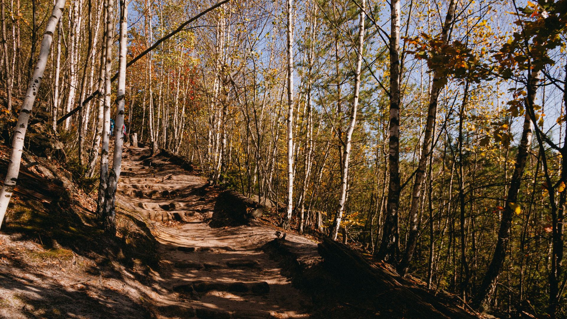 A dirt path in the woods with lots of trees