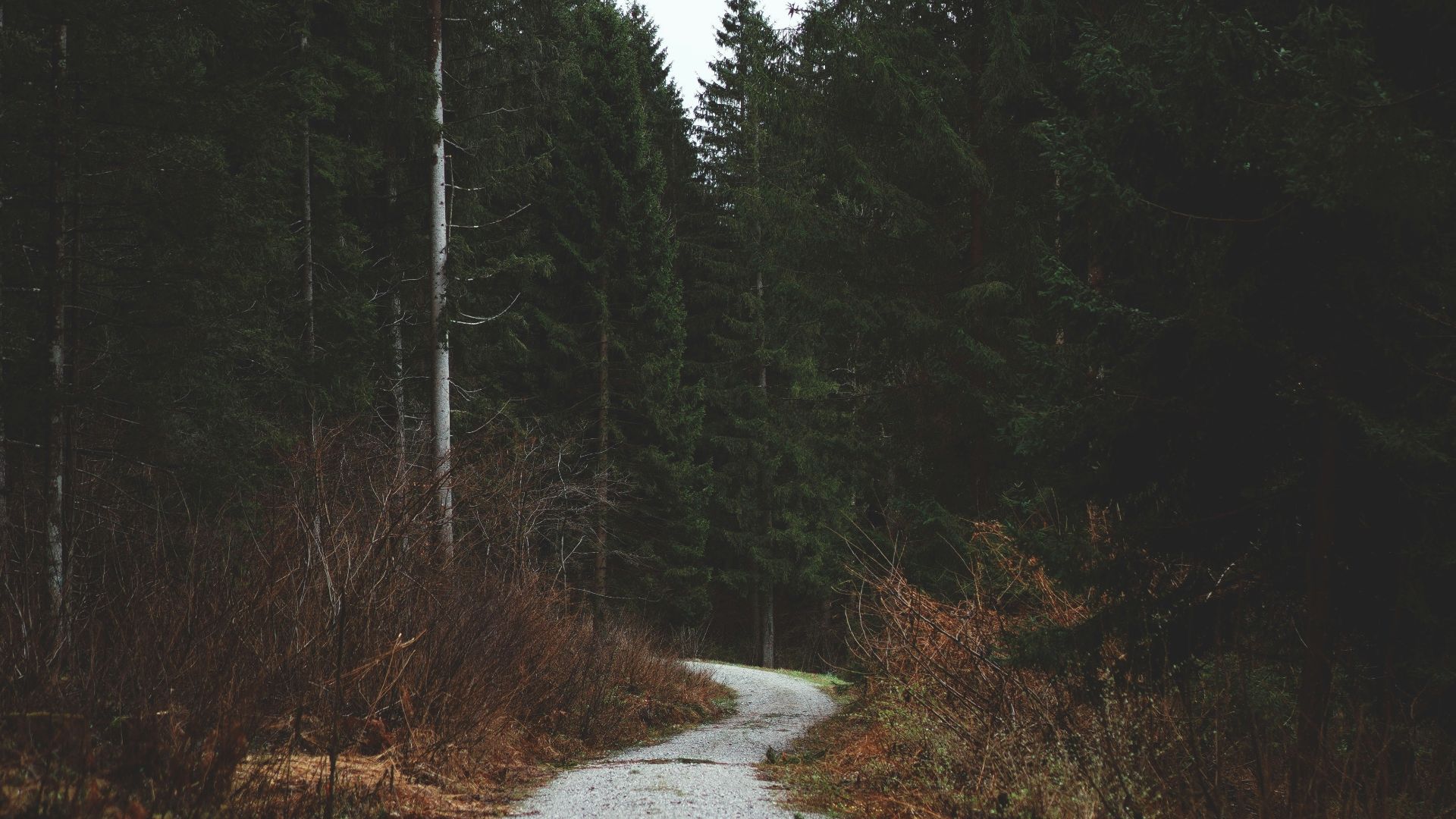 a gravel road in the middle of a forest