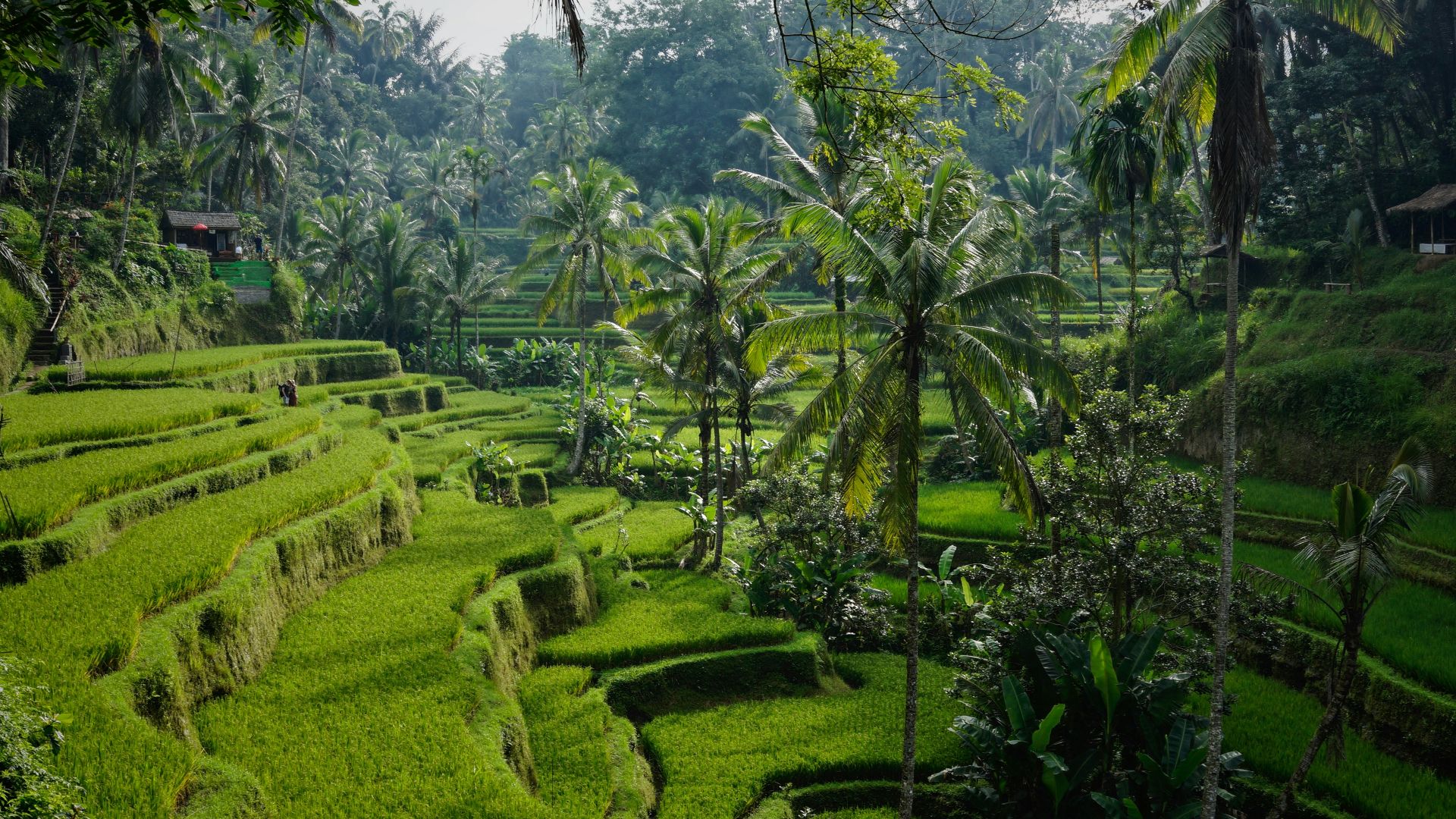 green rice field