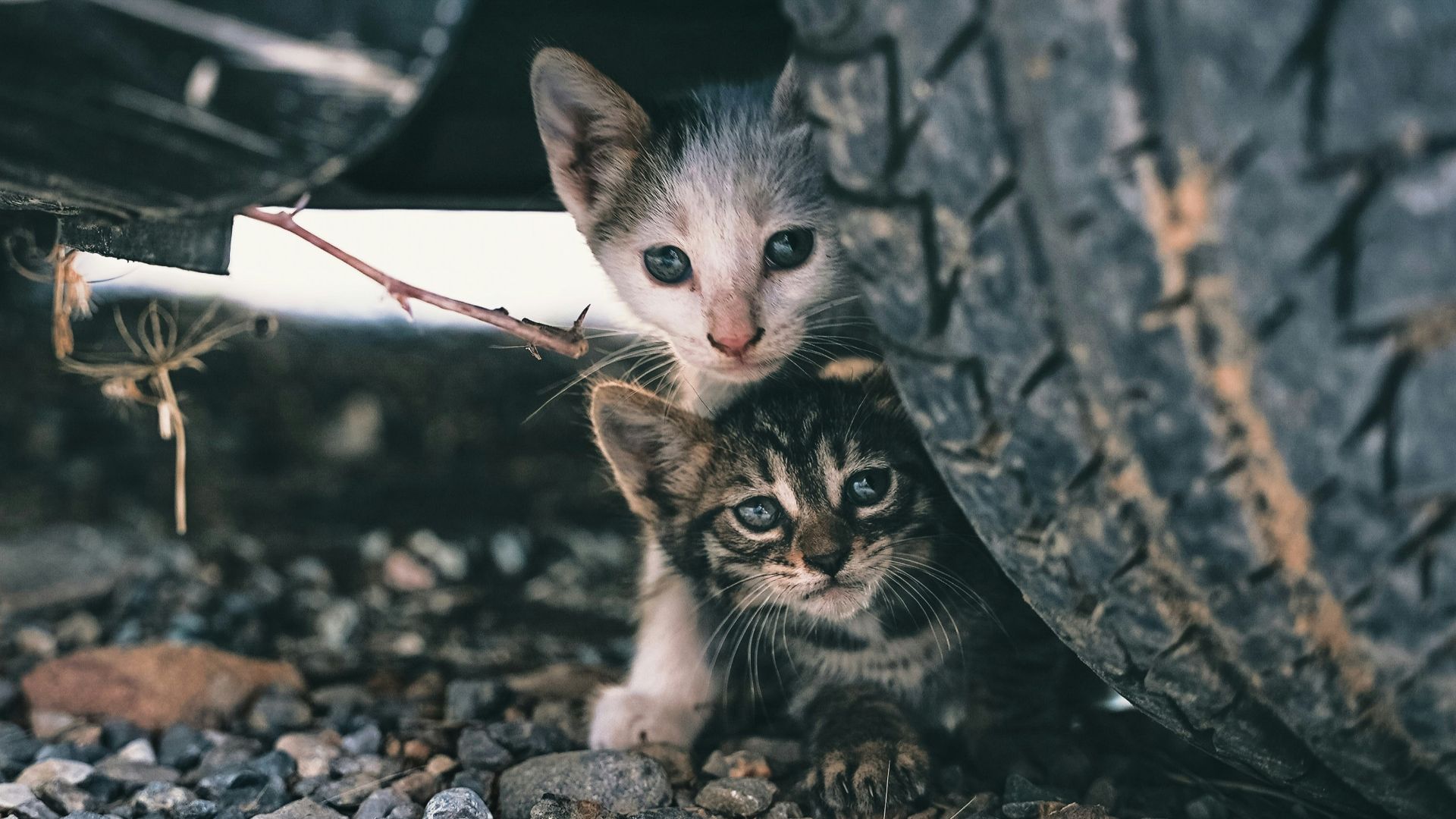 a couple of kittens on a tree branch