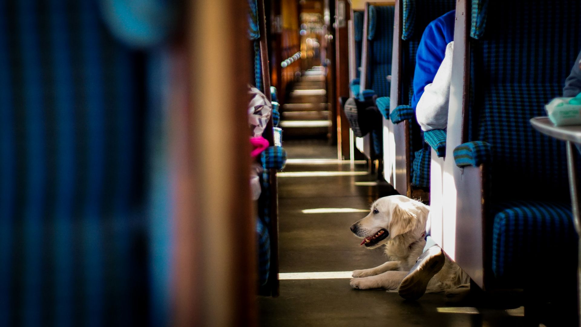 yellow labrador retriever lying on floor