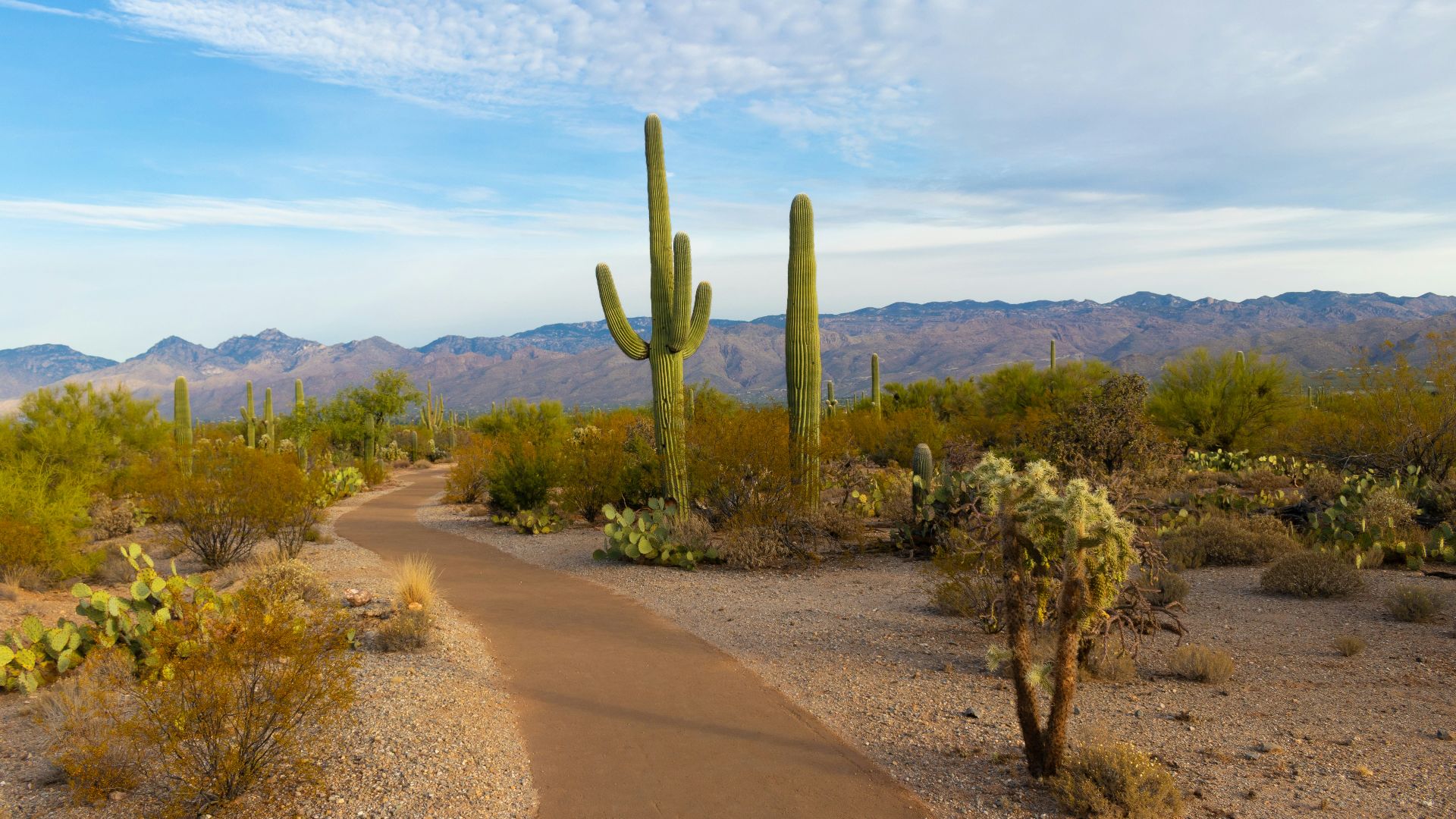 green cactus during daytime
