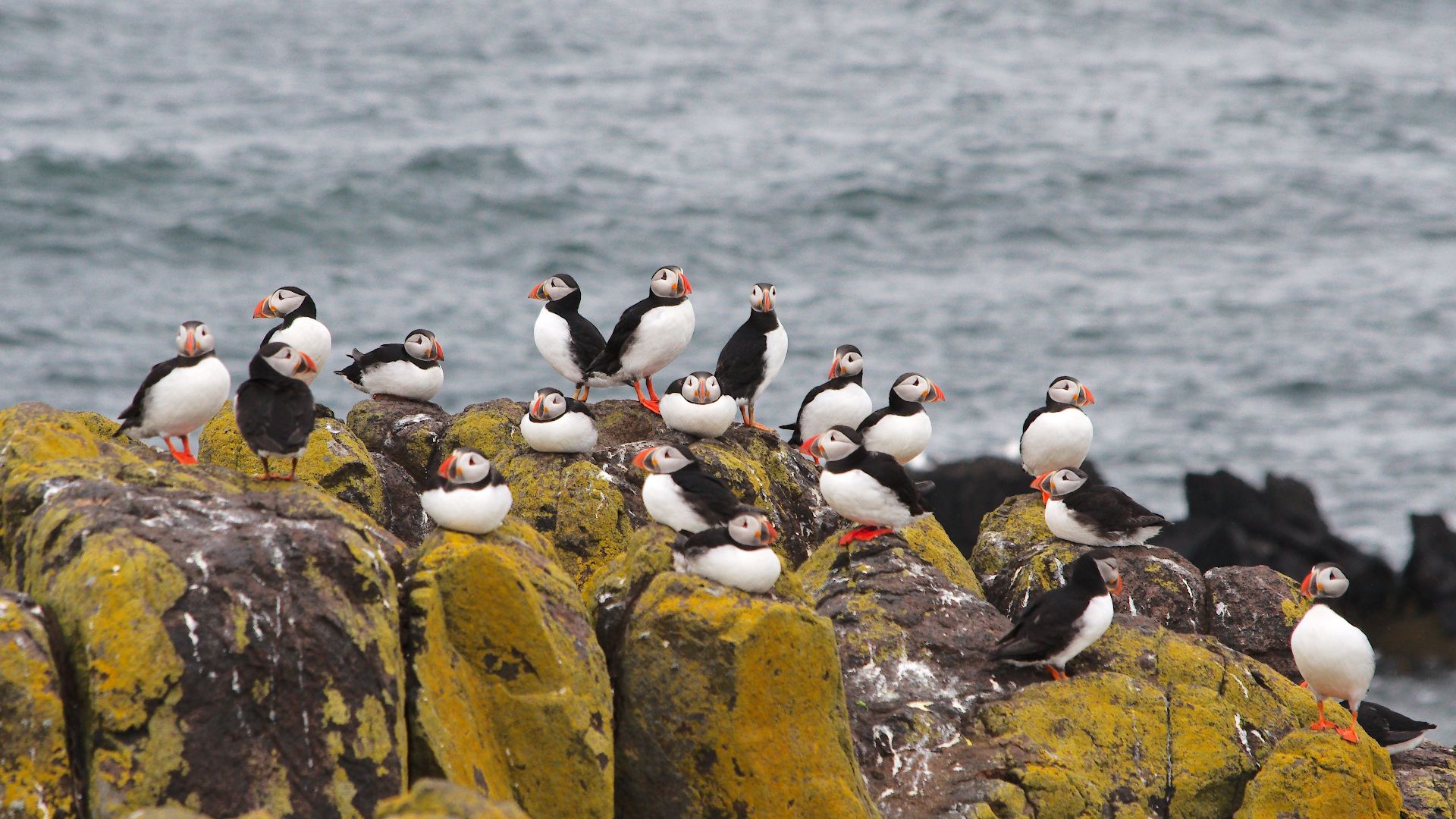 File:2014 - Trip to the Isle of May (14164216824).jpg