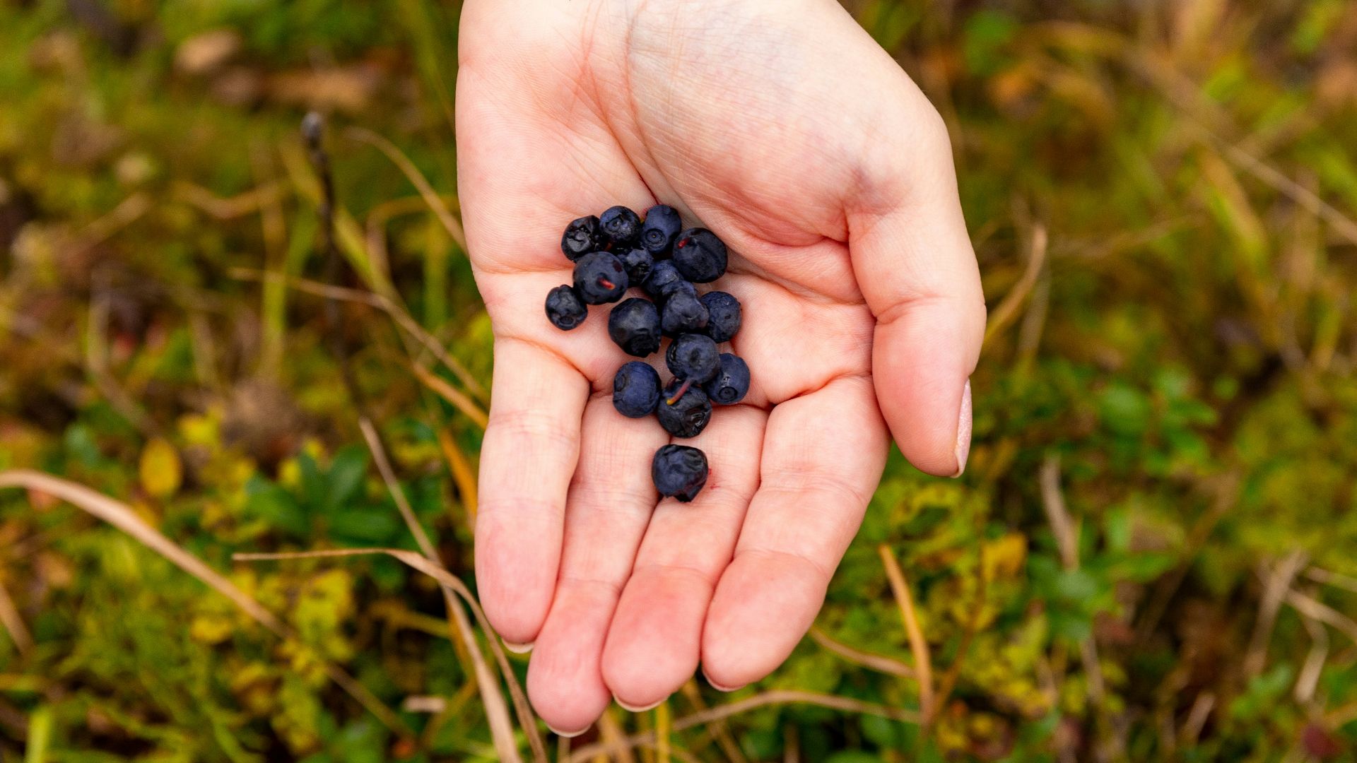 person holding blue currants