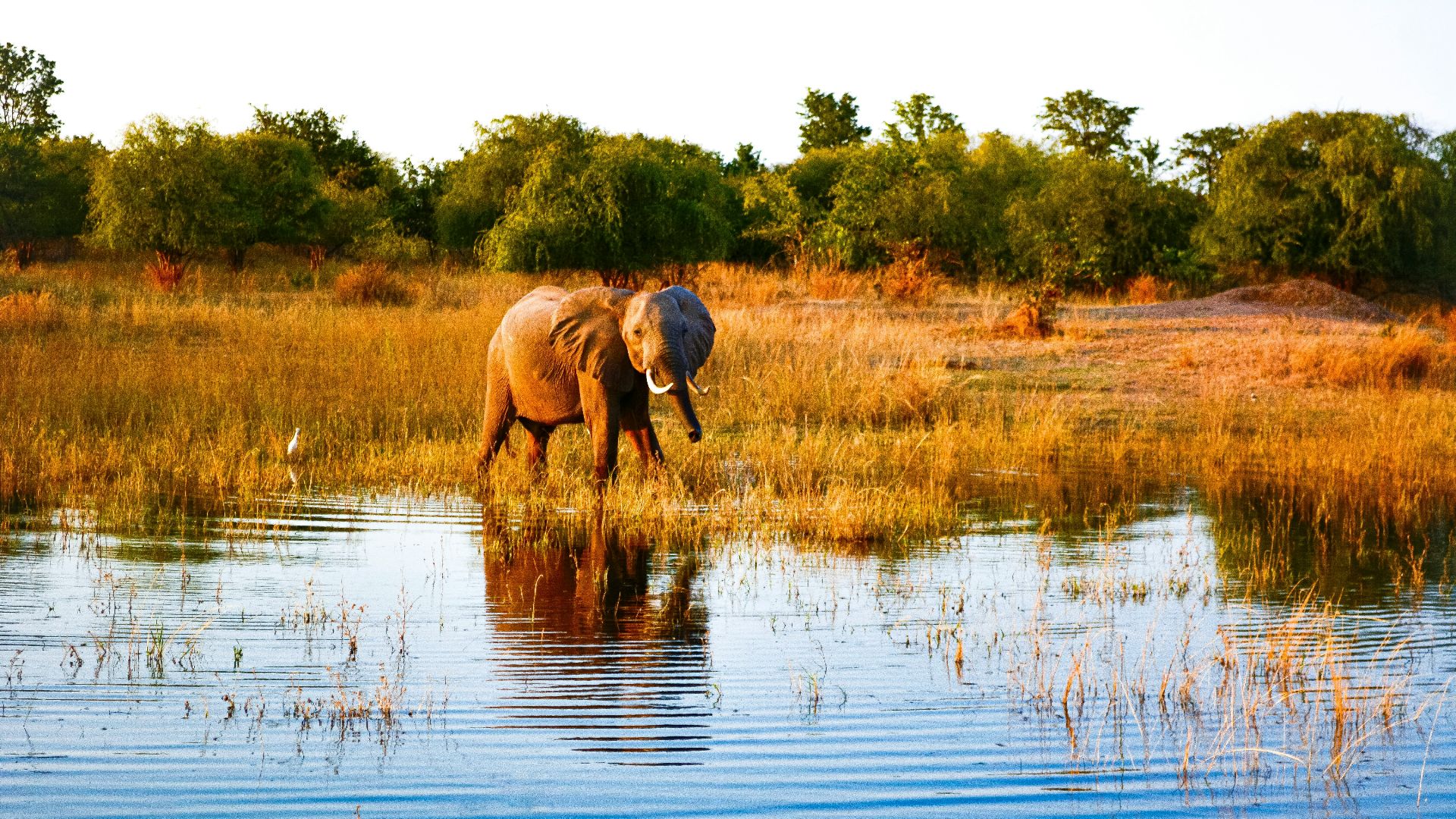 elephant near shore