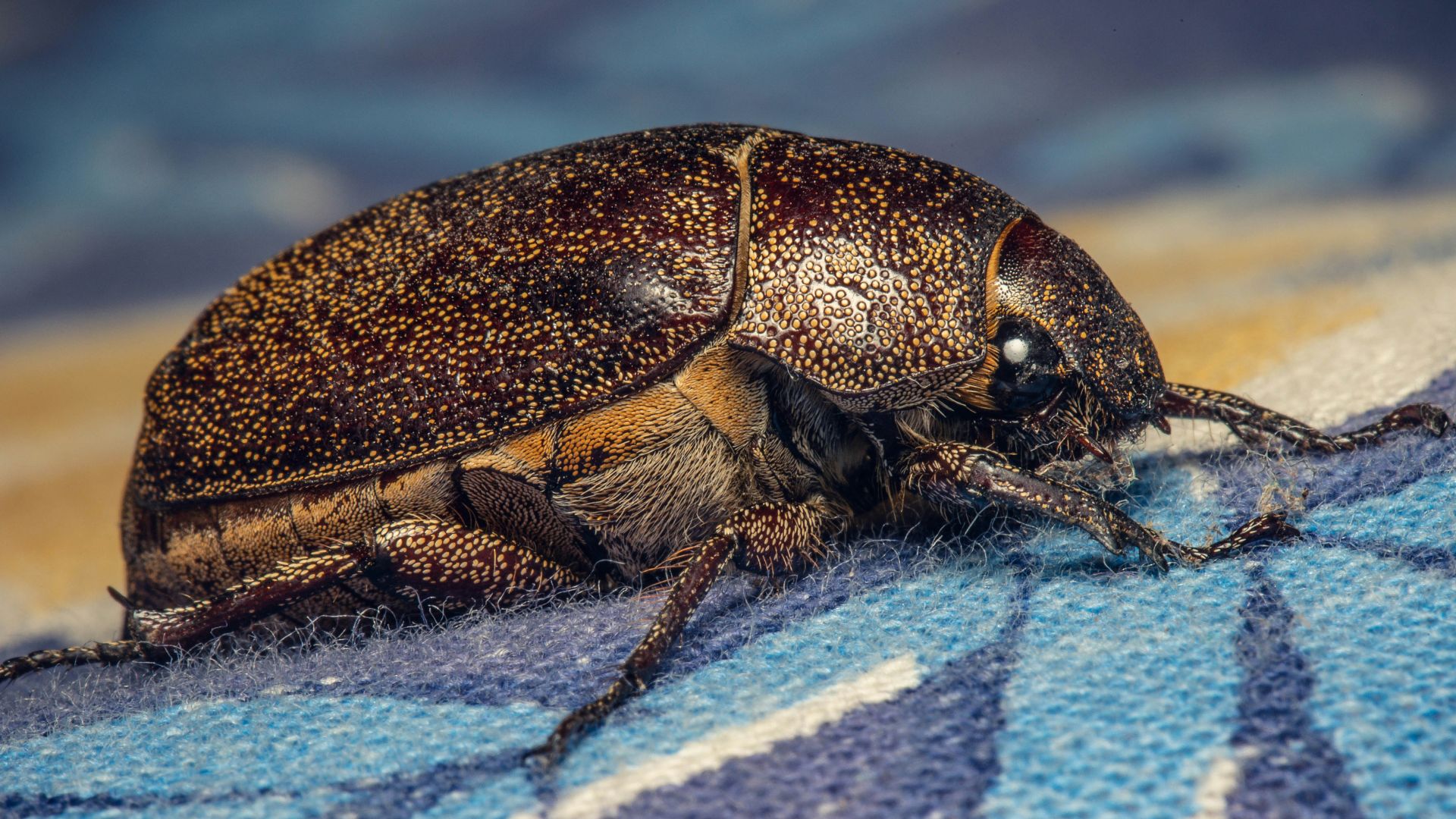 a brown beetle on a blue surface