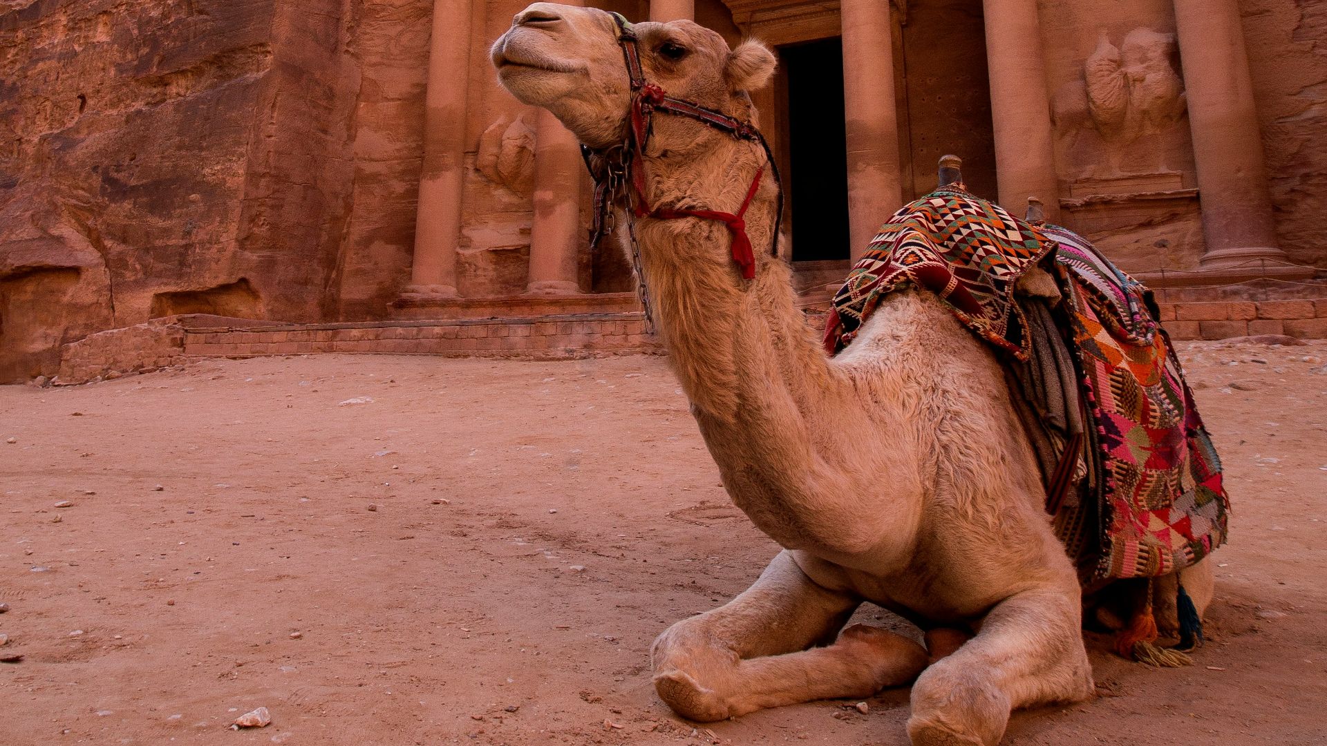 brown camel in front of brown rock formation during daytime