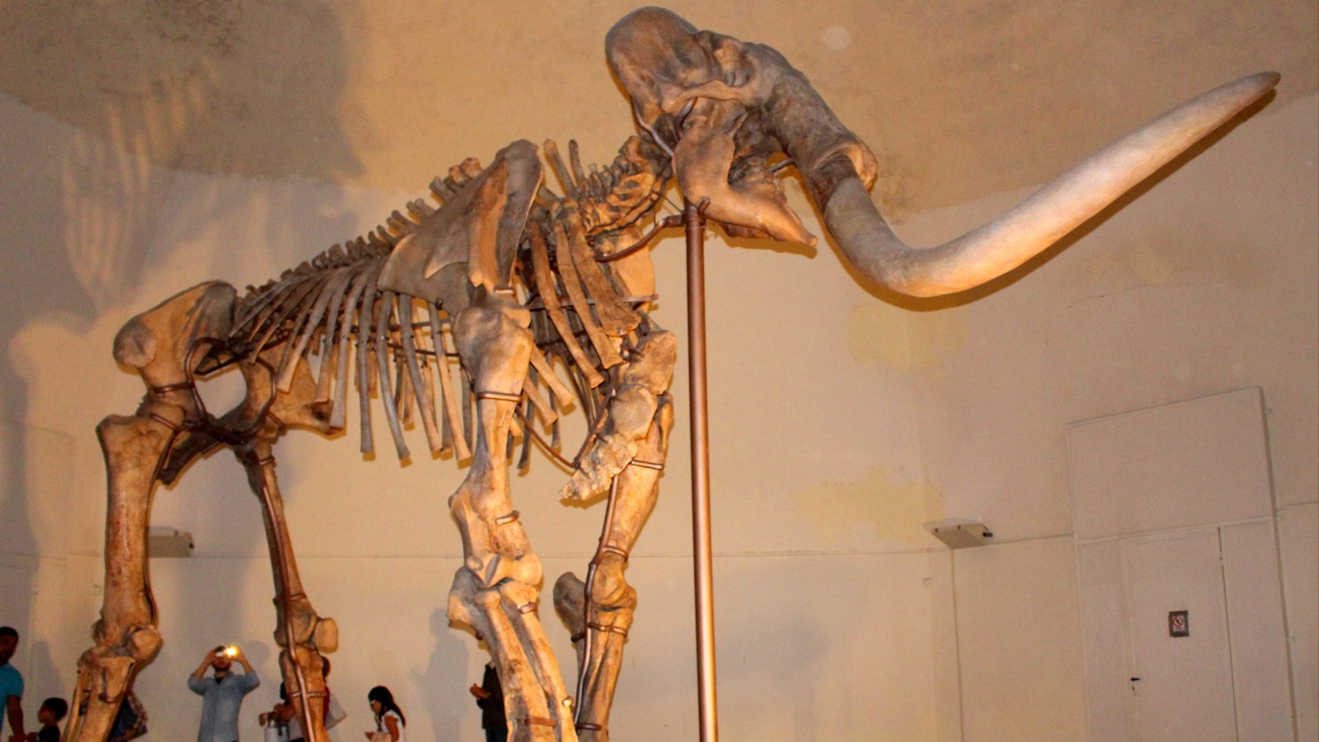 File:Mammuthus meridionalis (L'Aquila).JPG