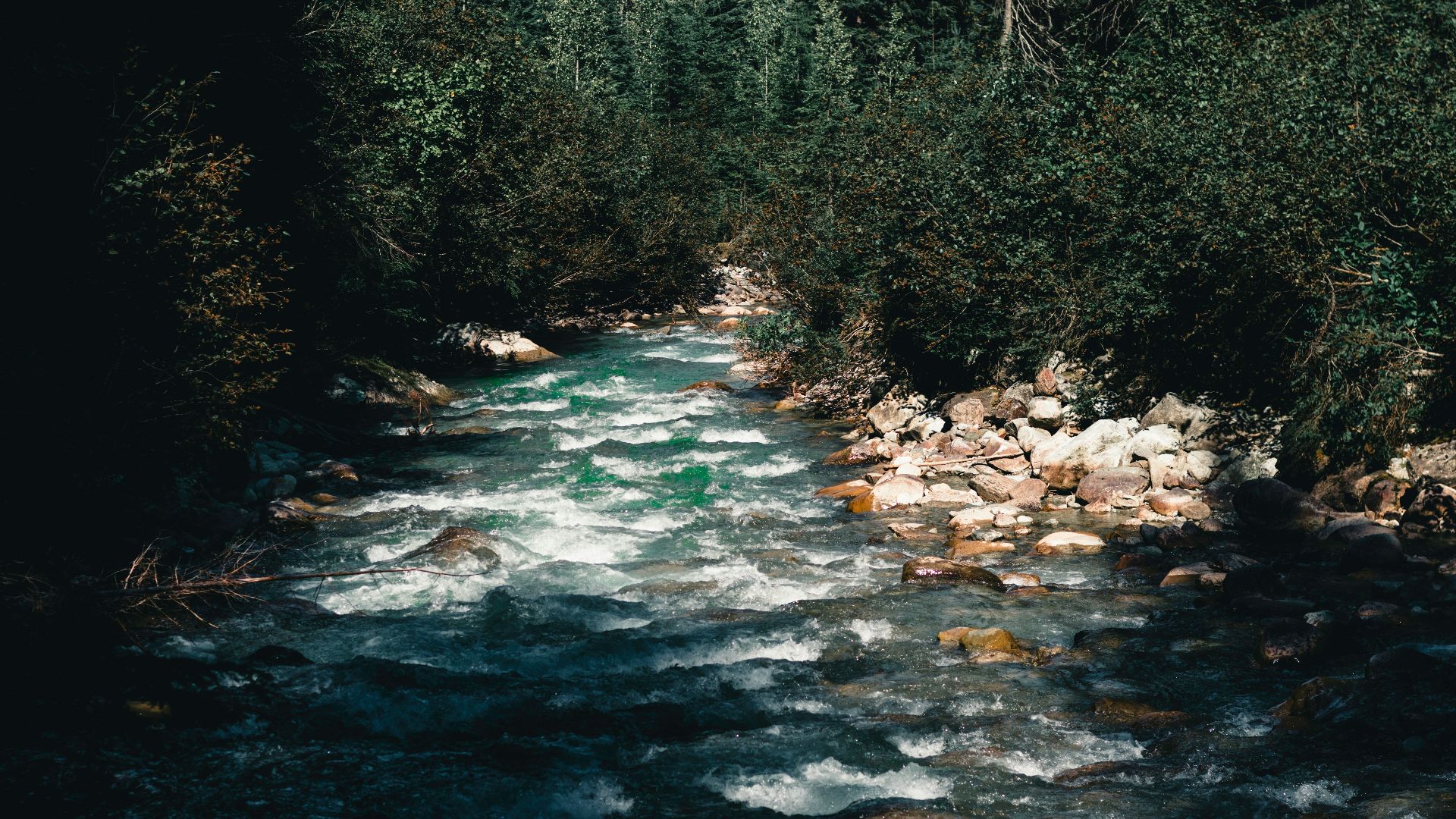 A river running through a forest filled with trees