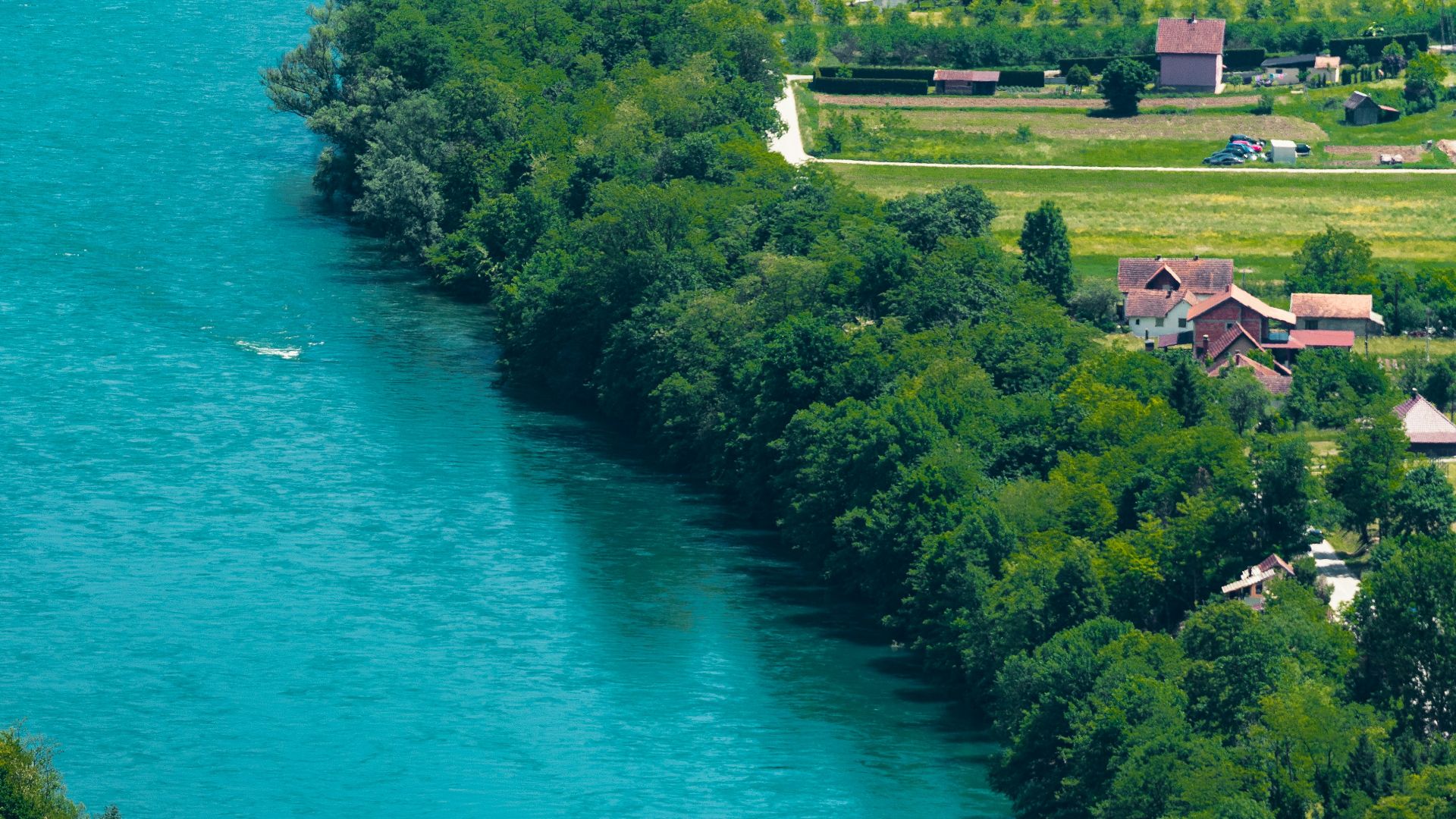 aerial view of green trees and body of water during daytime