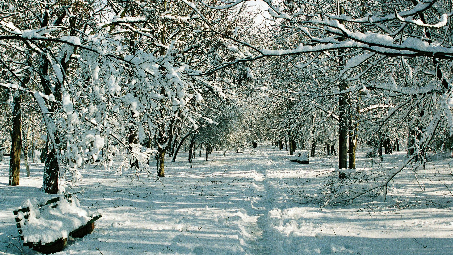 a path through a snowy forest with lots of trees