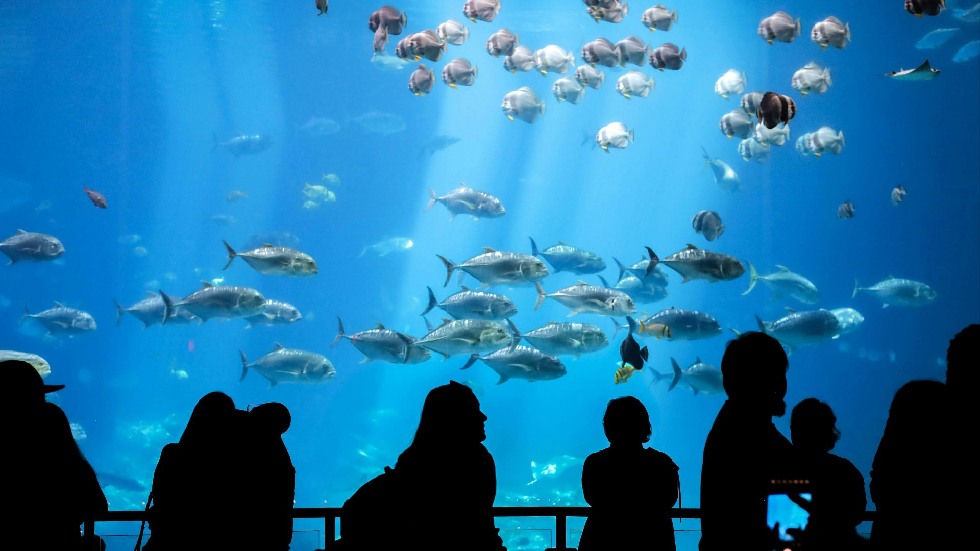 a group of people standing in front of a large aquarium