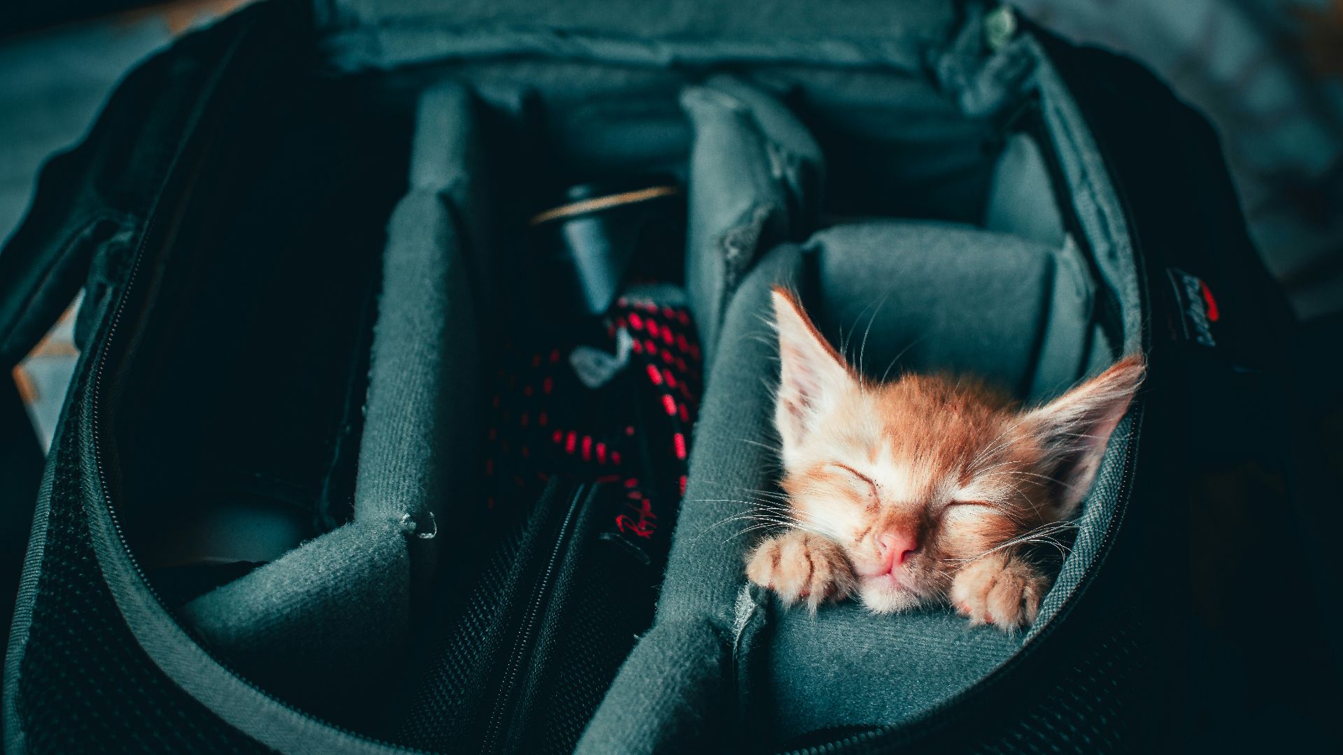 orange tabby kitten on black leather bag