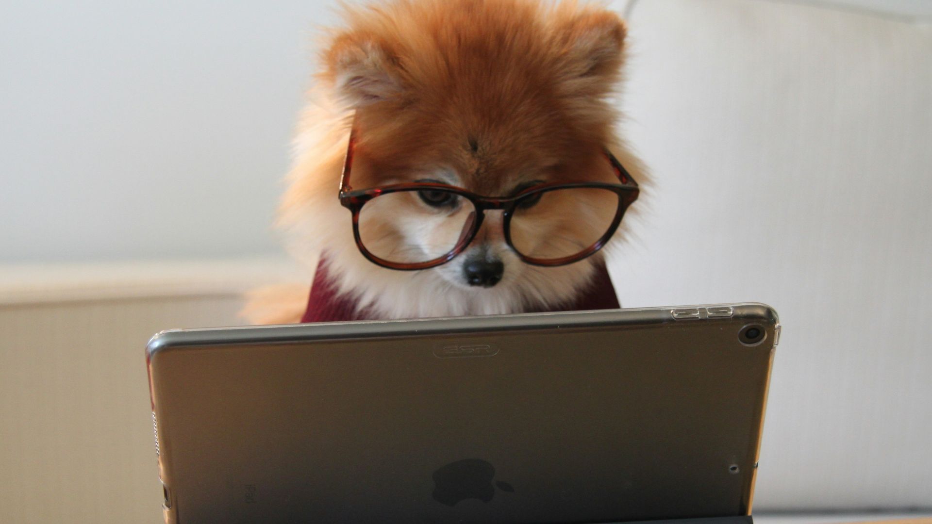 brown and white long coated small dog wearing eyeglasses on black laptop computer