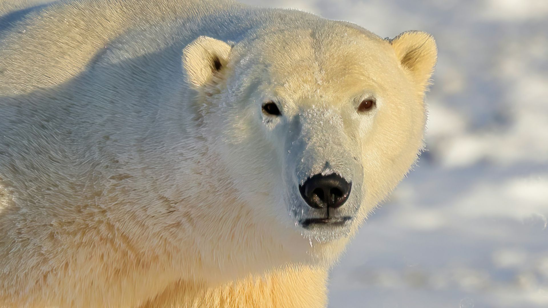 a polar bear standing in the snow looking at the camera