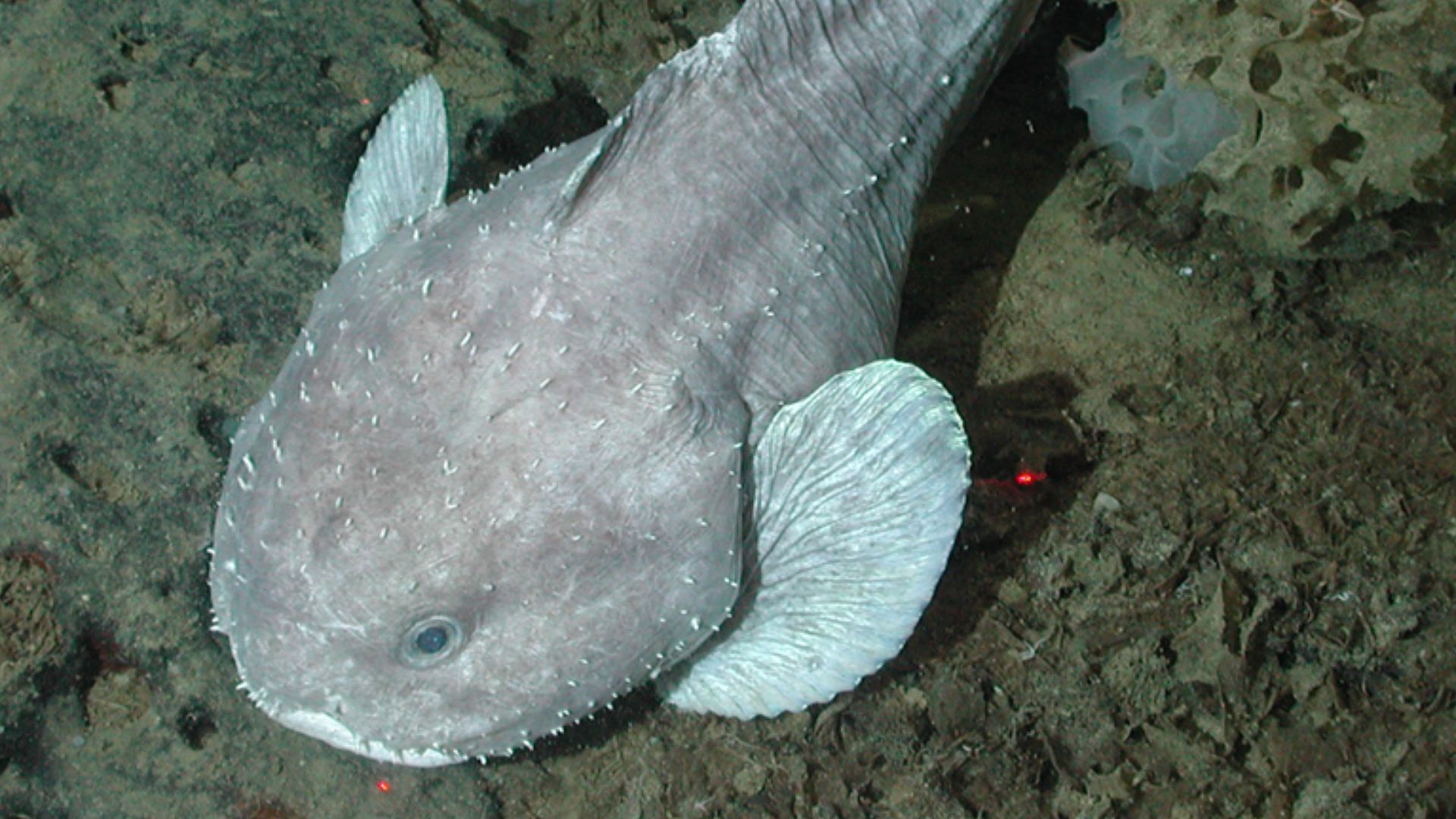 File:Psychrolutes phrictus 1.jpg