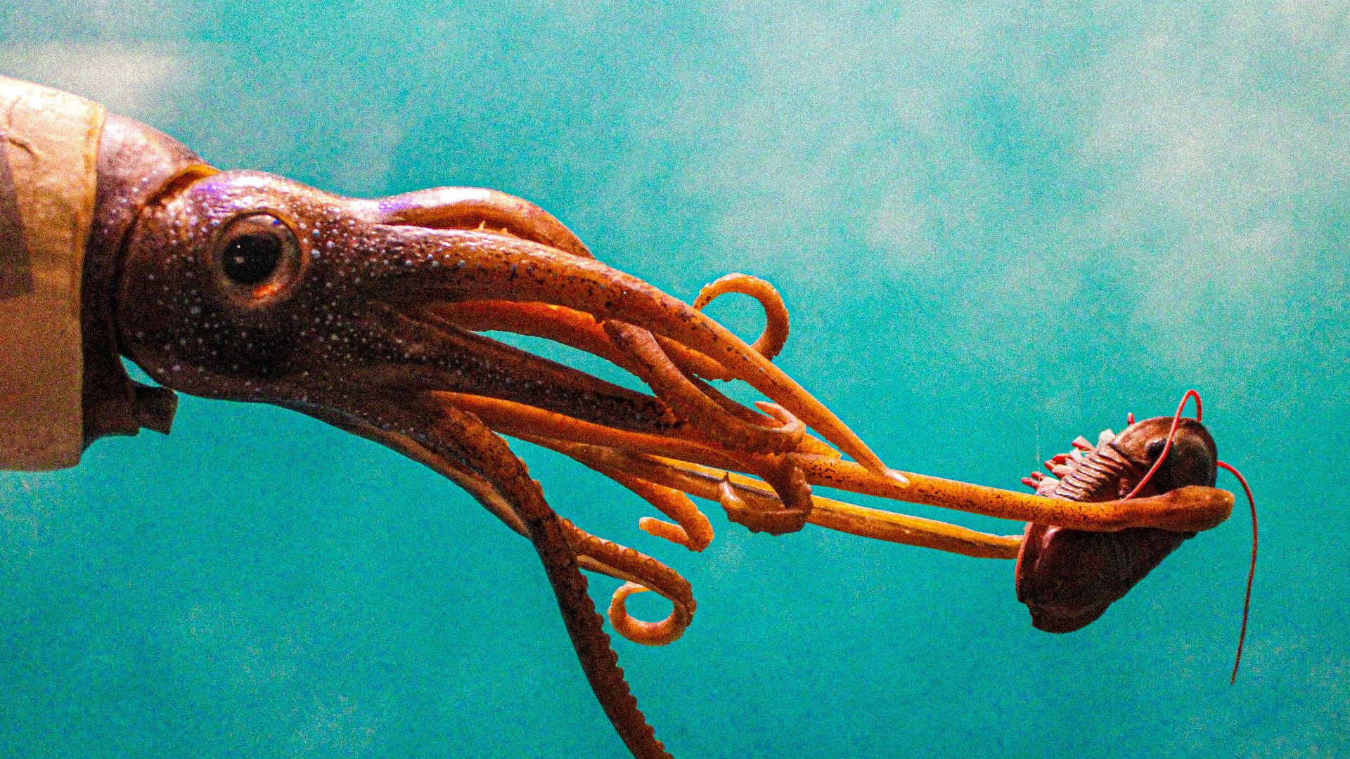 an octopus and a squid swimming in the ocean