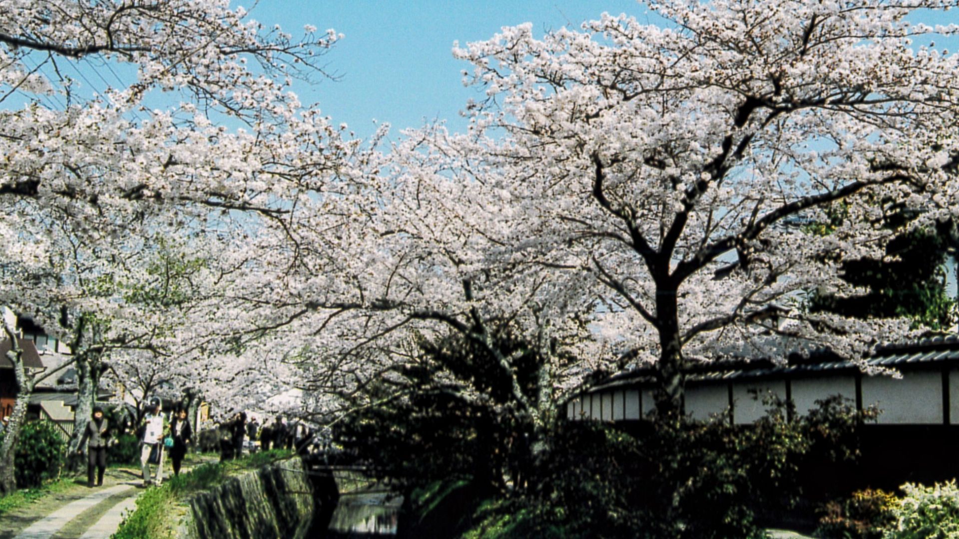 File:Cherry blossoms at