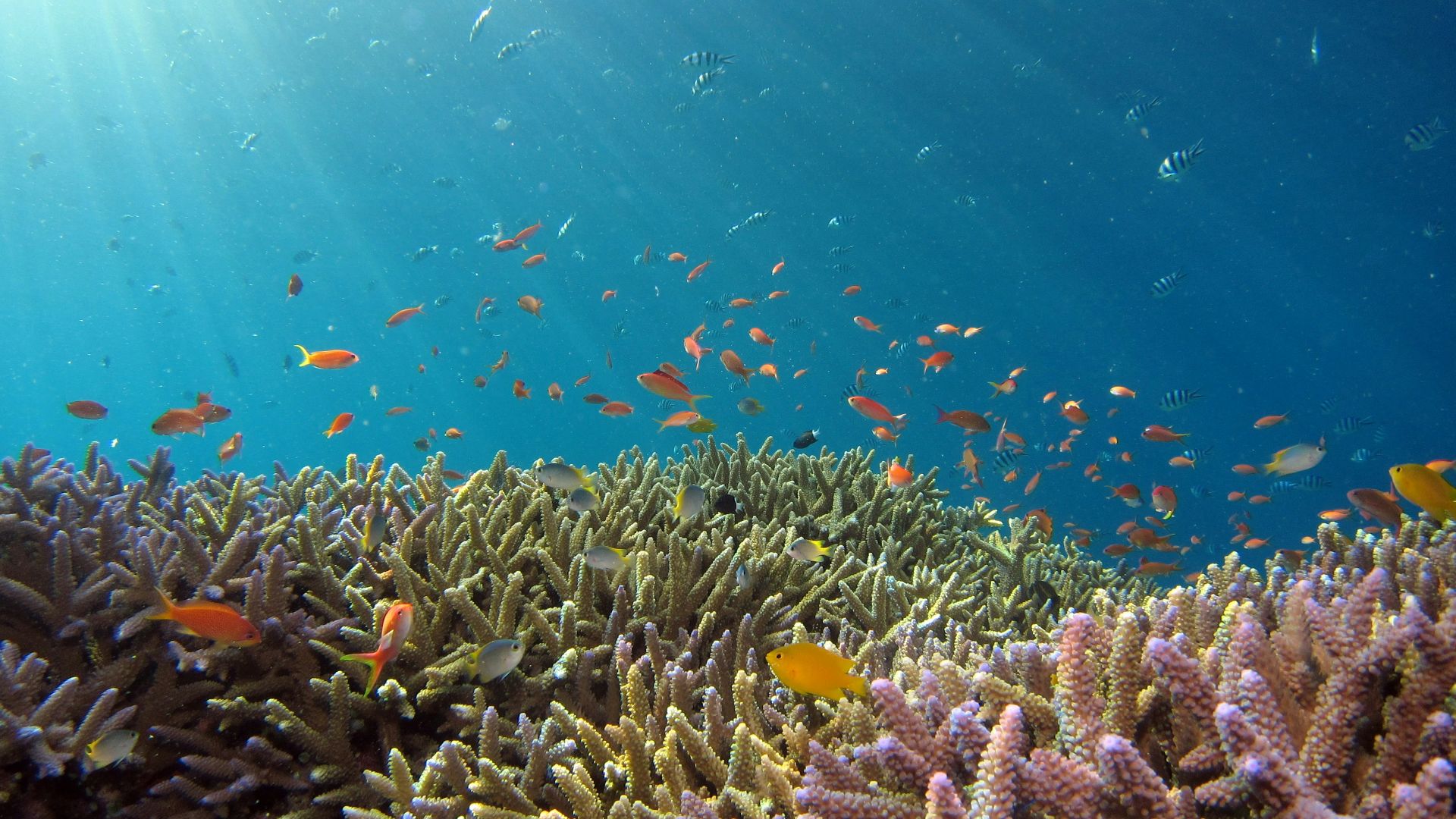 school of fish in body of water