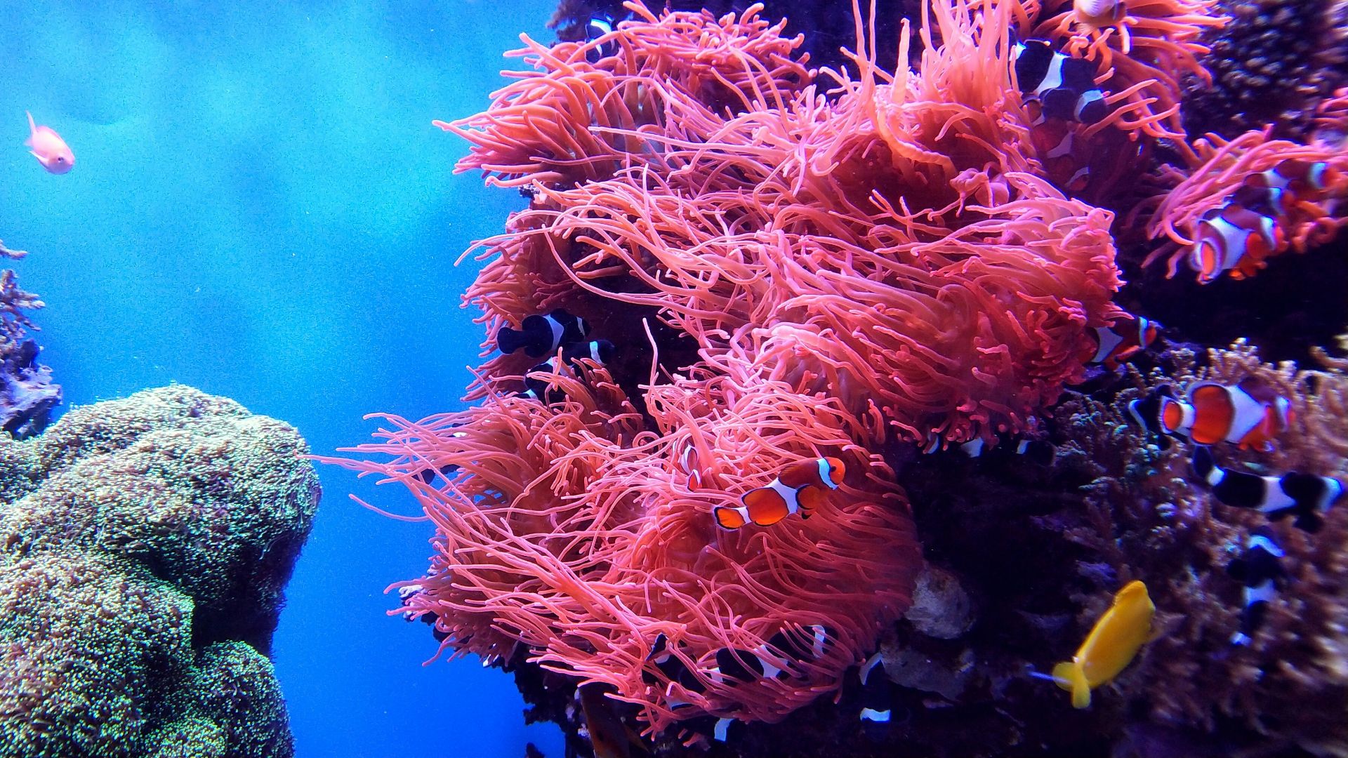 school of fish underwater