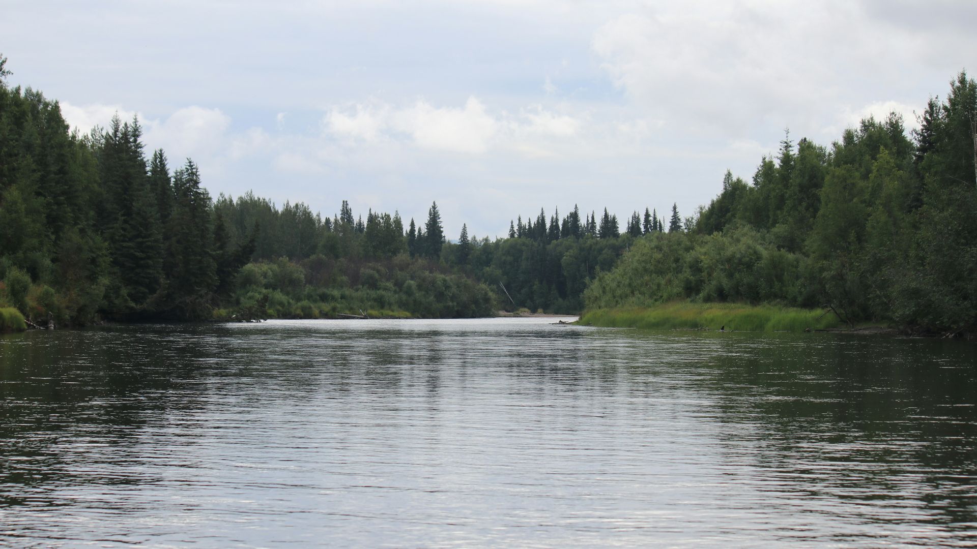 green trees beside body of water during daytime