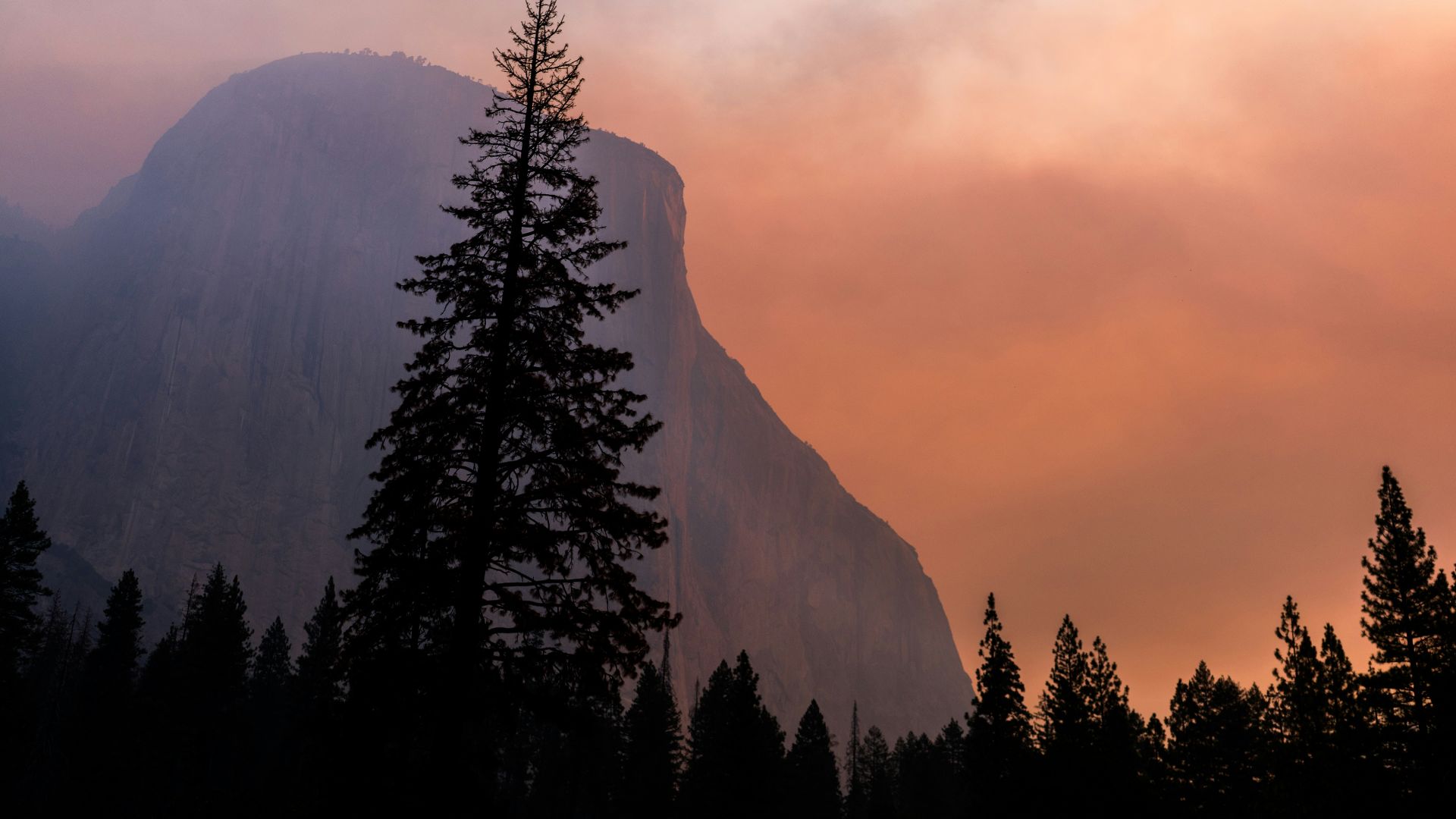 landscape photography of forest