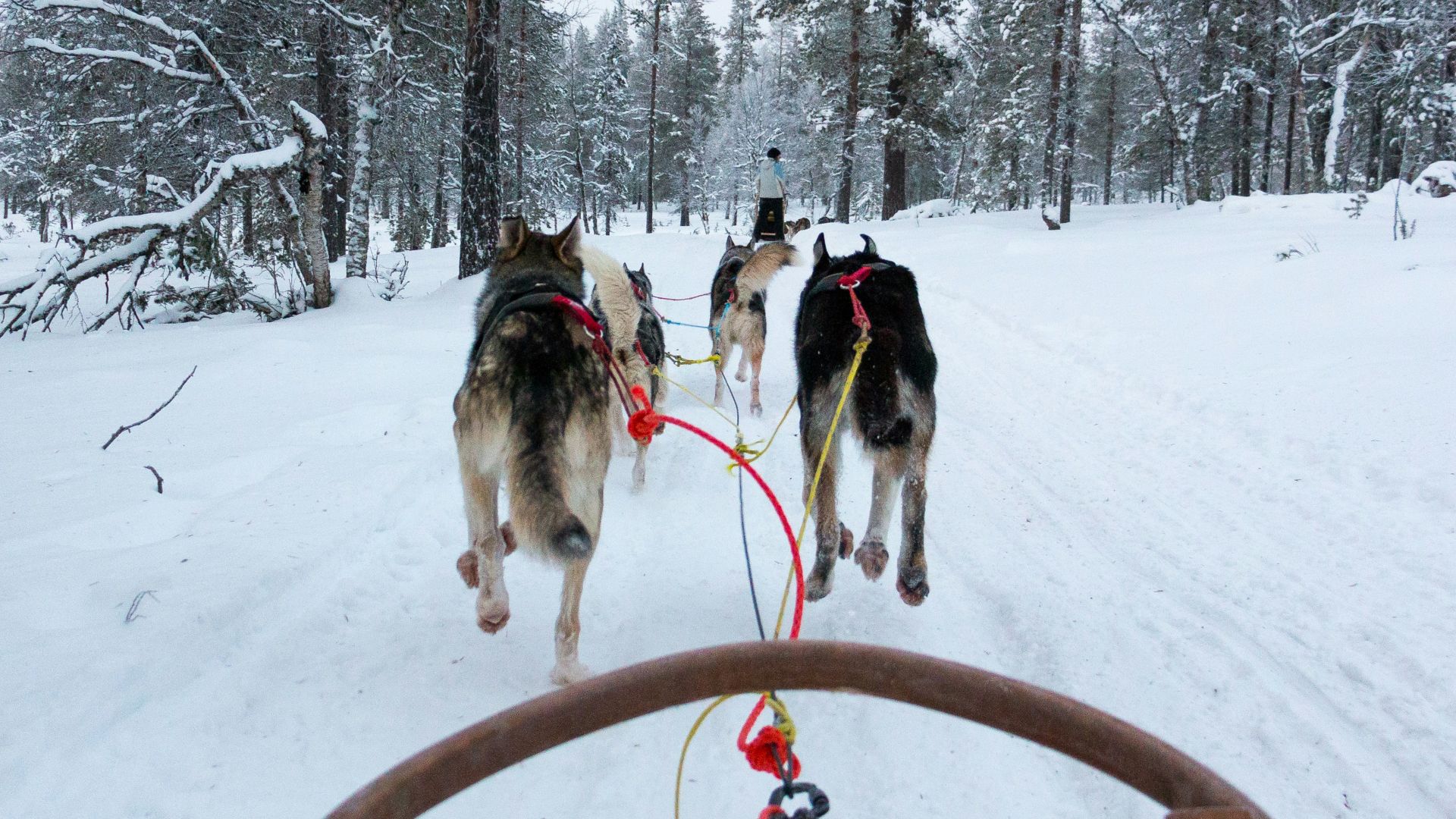 a group of horses on a snowy road