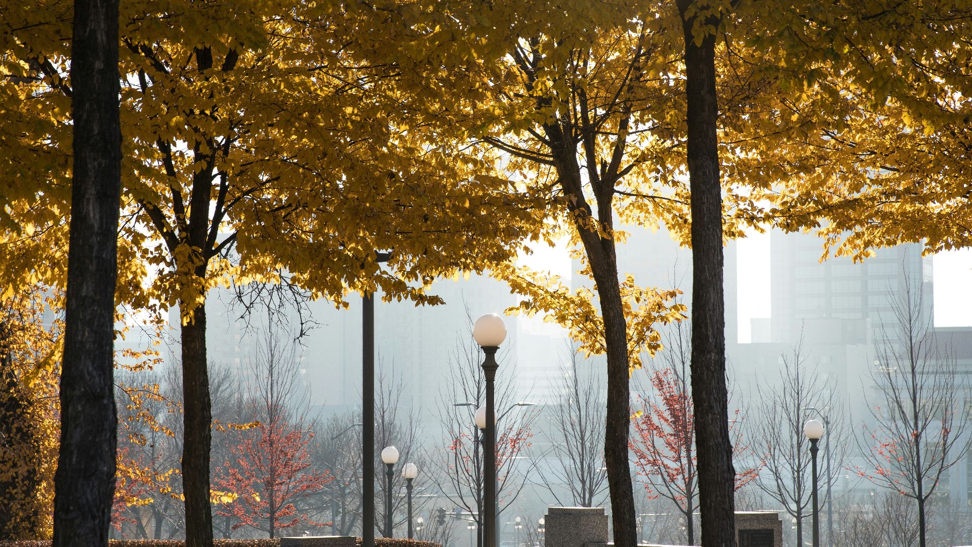 red-leafed trees during daytime