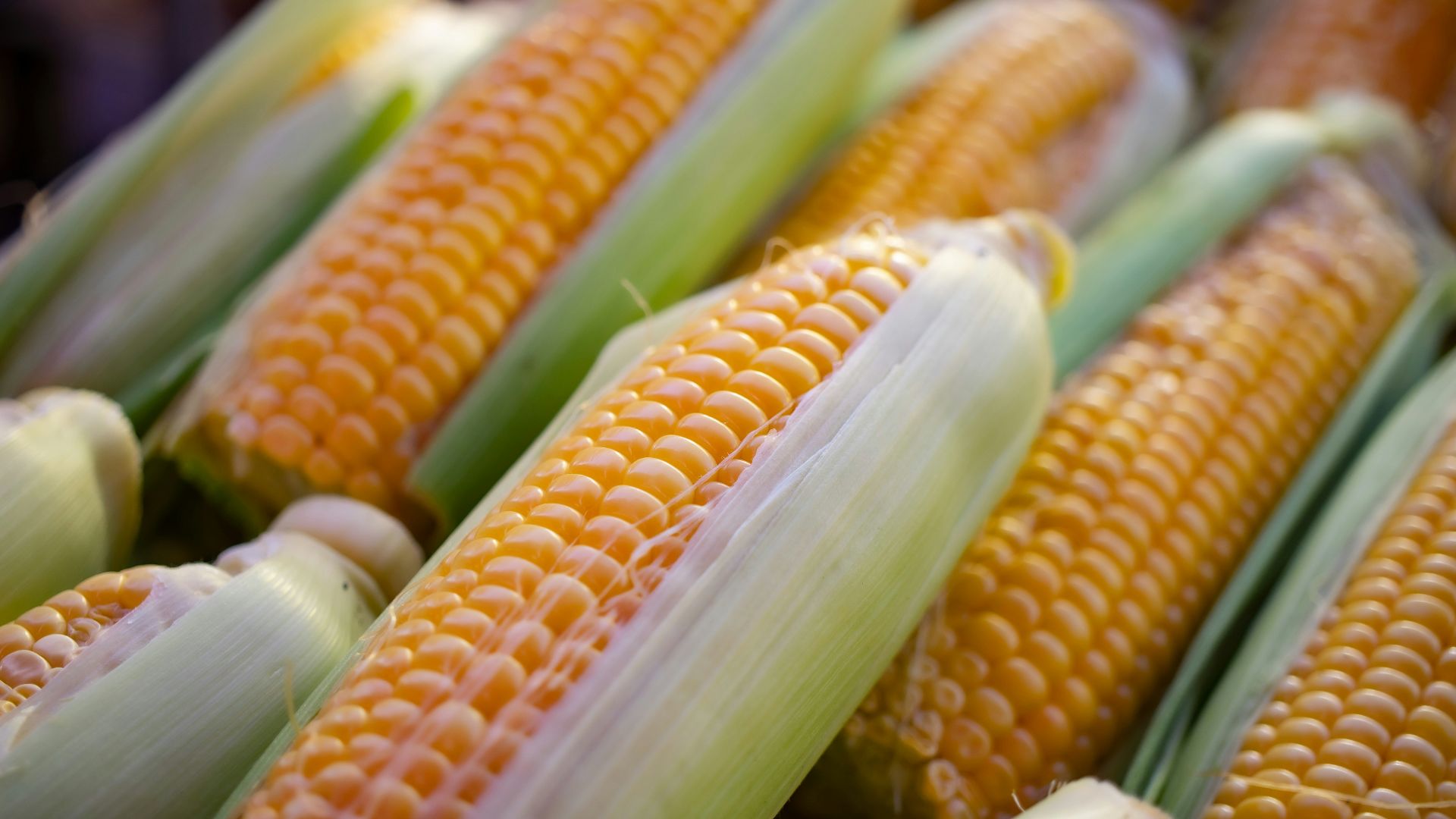 a close up of corn on the cob