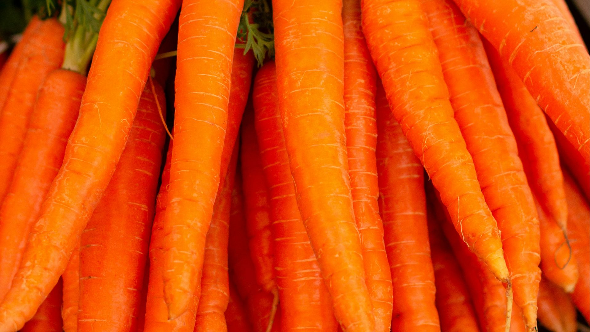 orange carrots on green grass