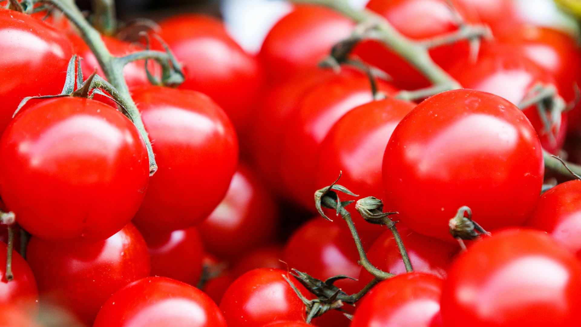 closeup photo of red tomatoes