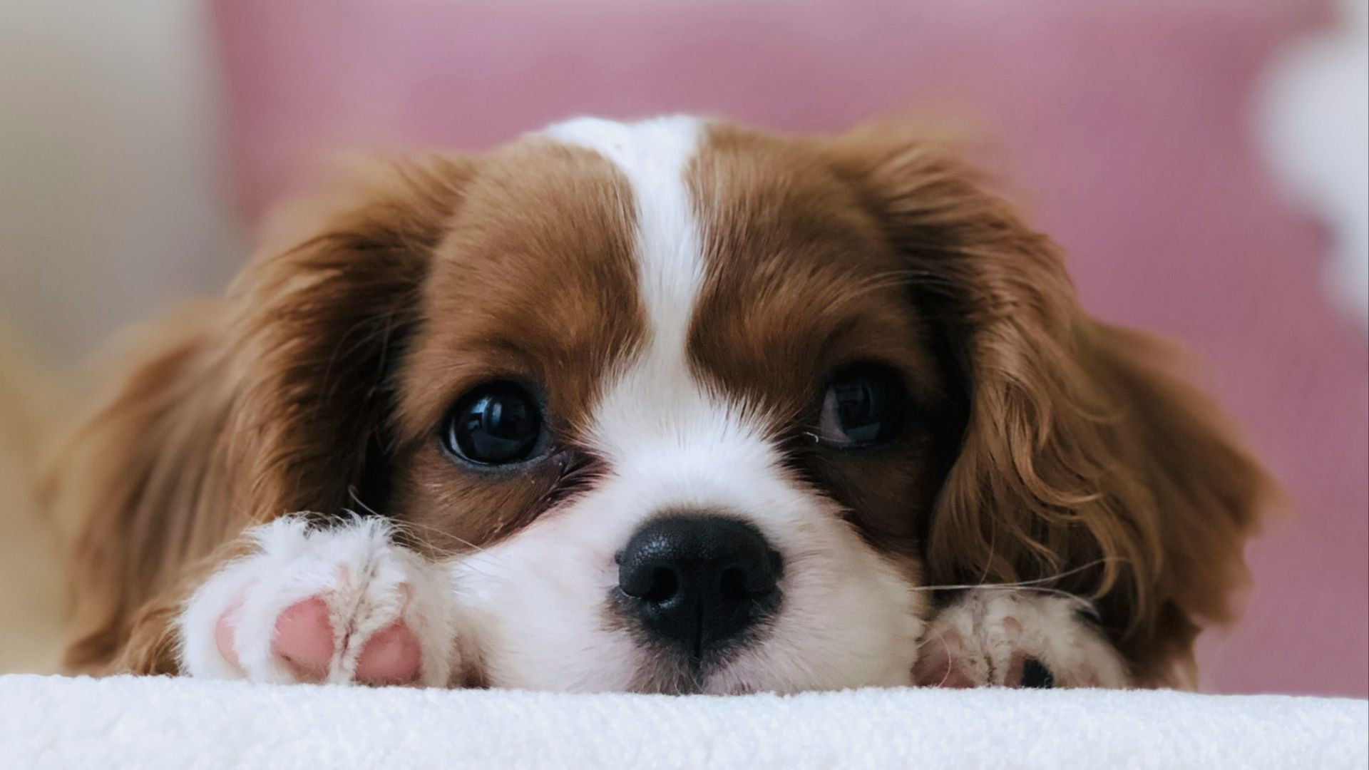 long-coated white and brown puppy