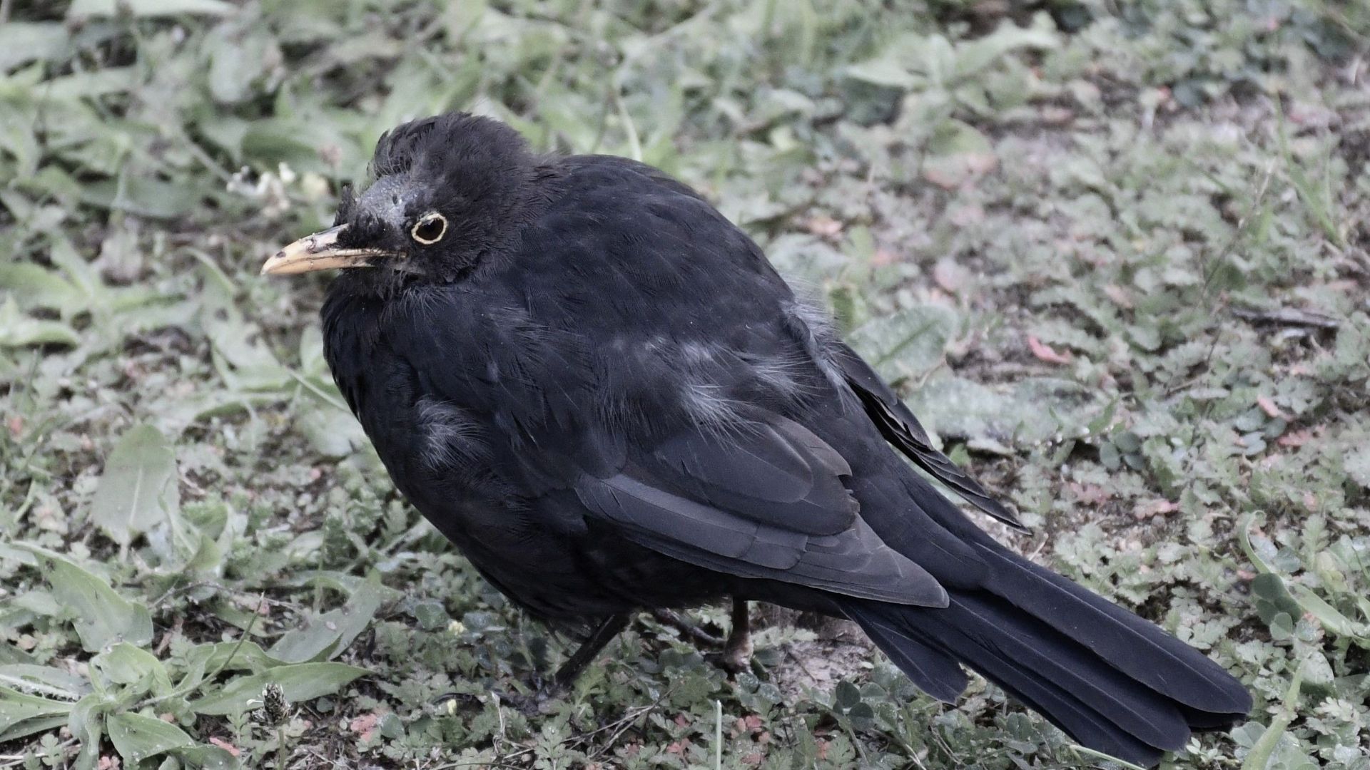 File:Amsel - 2 Usutu-Virus Berlin 2019 Aufnahme & Copyright MEH Bergmann.jpg