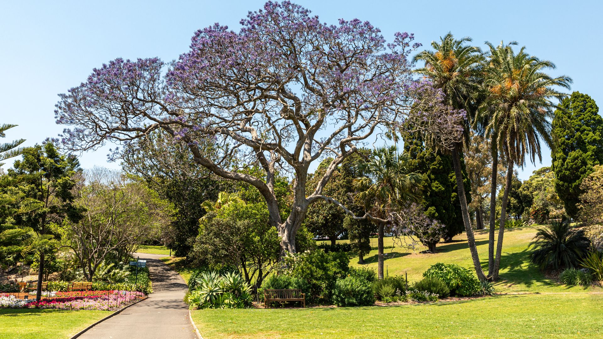File:Sydney (AU), Royal Botanic Gardens -- 2019 -- 3082.jpg