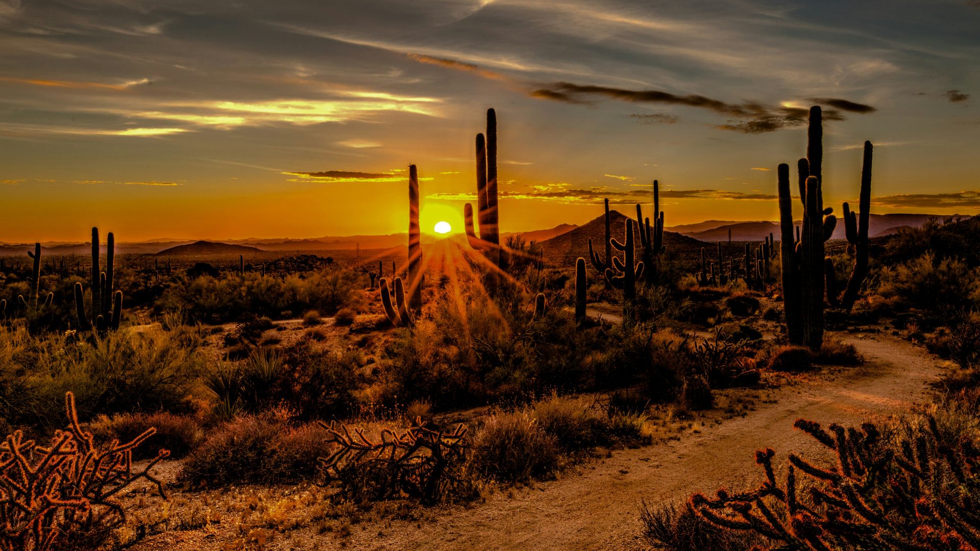 brown and green grass